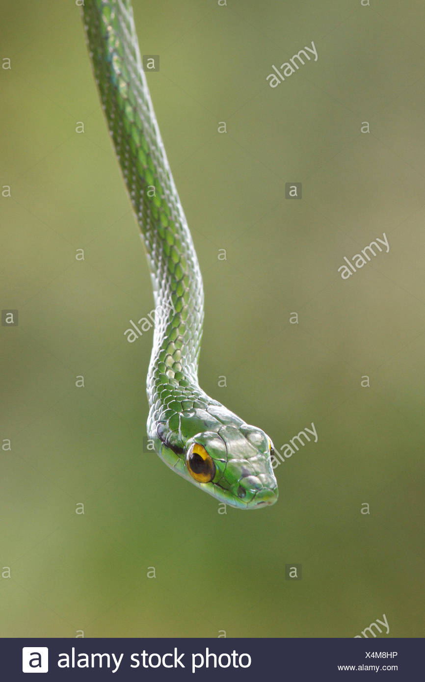 Serpent perché sur une branche dans le Costa Rica, Amérique centrale. Banque D'Images