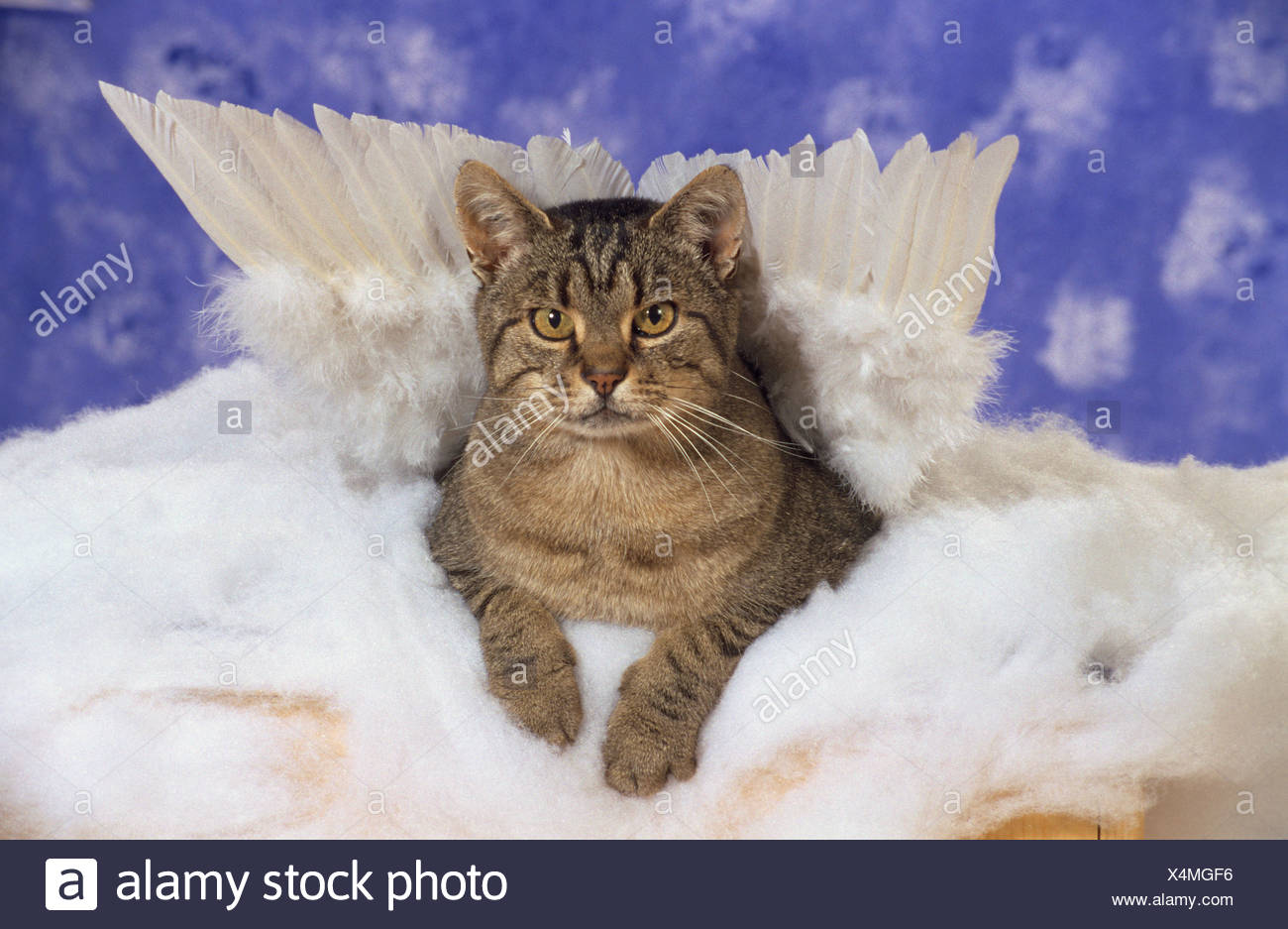 Chat Domestique Avec Les Ailes D Ange Photo Stock Alamy Chat Domestique Avec Les Ailes D Ange Photo Stock Alamy