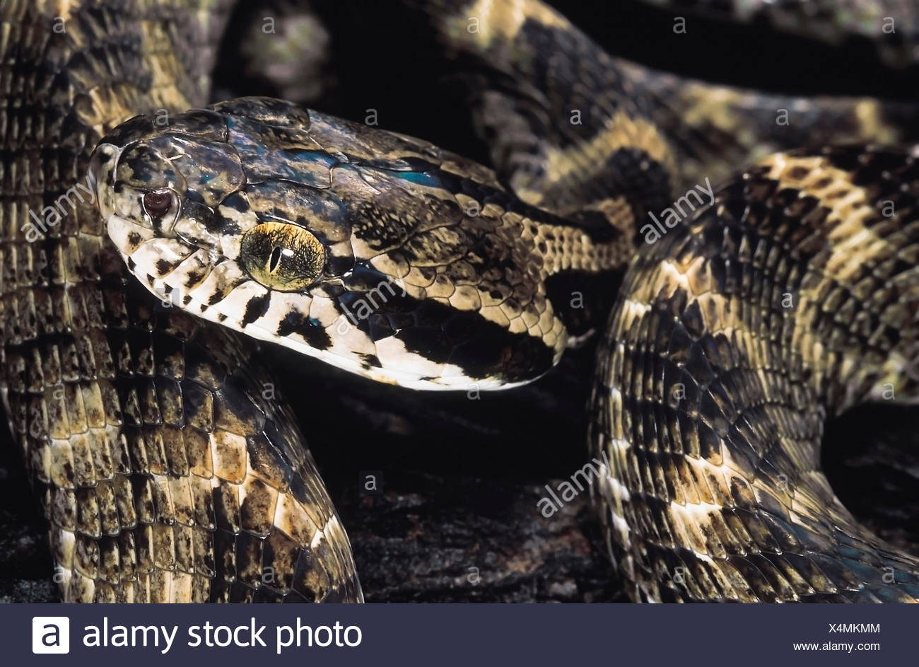 Boiga Forsteni. Le chat de Forsten serpent. Les non venimeux. Le Maharashtra, Inde. Banque D'Images