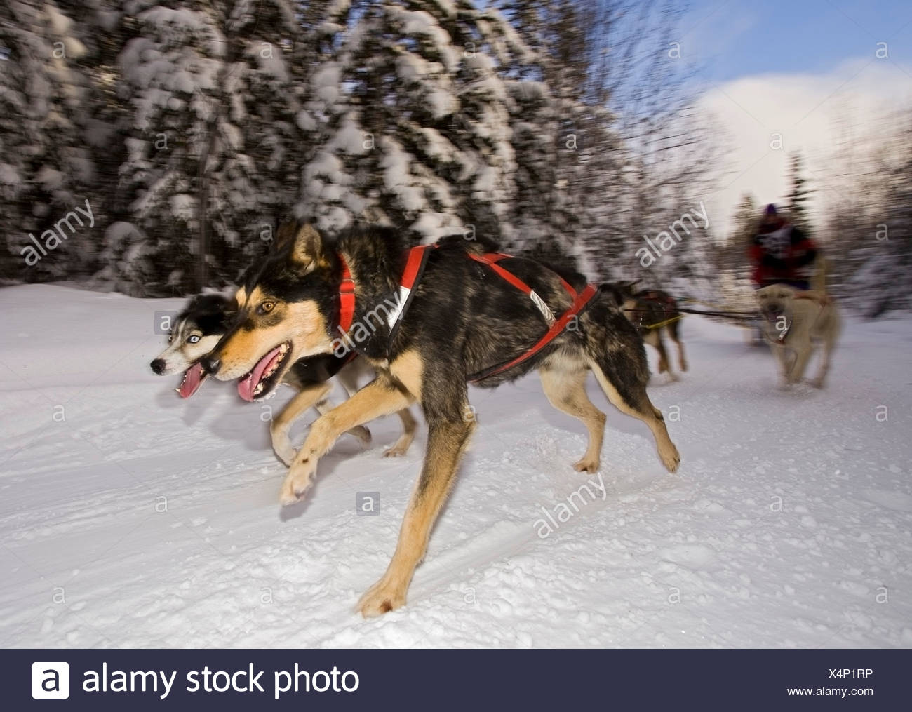 Lexécution Les Chiens De Traîneau De Chiens Huskies D