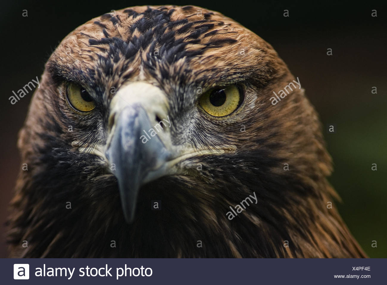 Tete D Aigle Et Des Yeux Portrait Photo Stock Alamy