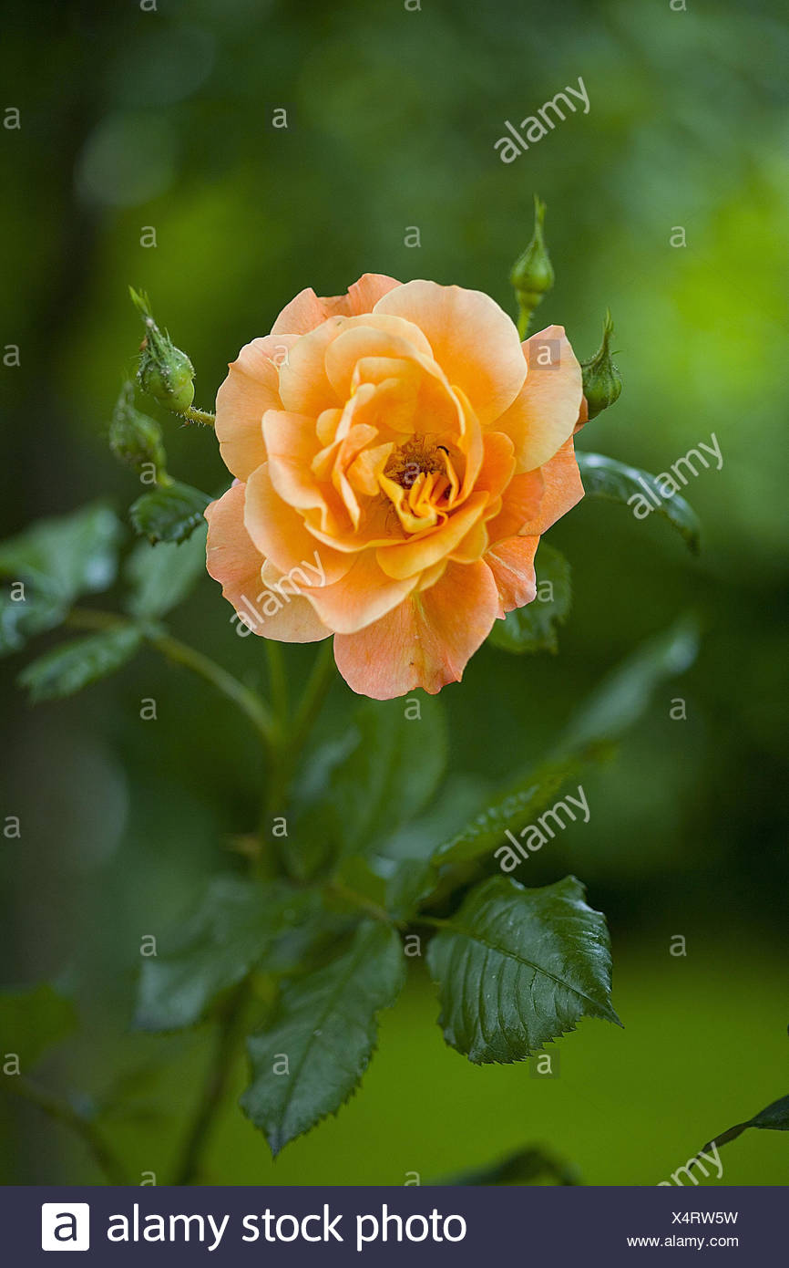 The Worlds Best Photos Of Jardin And Rose Flickr Hive Mind