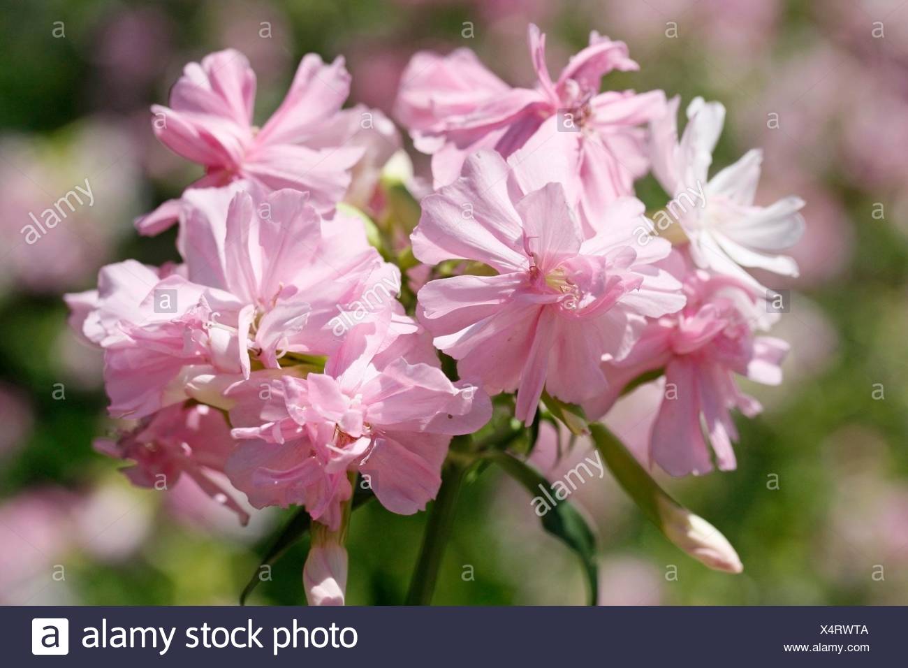 100 graines-pari rebondissant ou SOAPWORT Saponaria officinalis