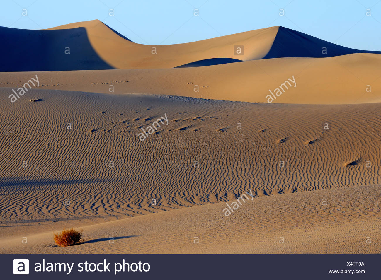 Mesquite Flat Dunes au lever du soleil, la Death Valley National Park, California, USA Banque D'Images