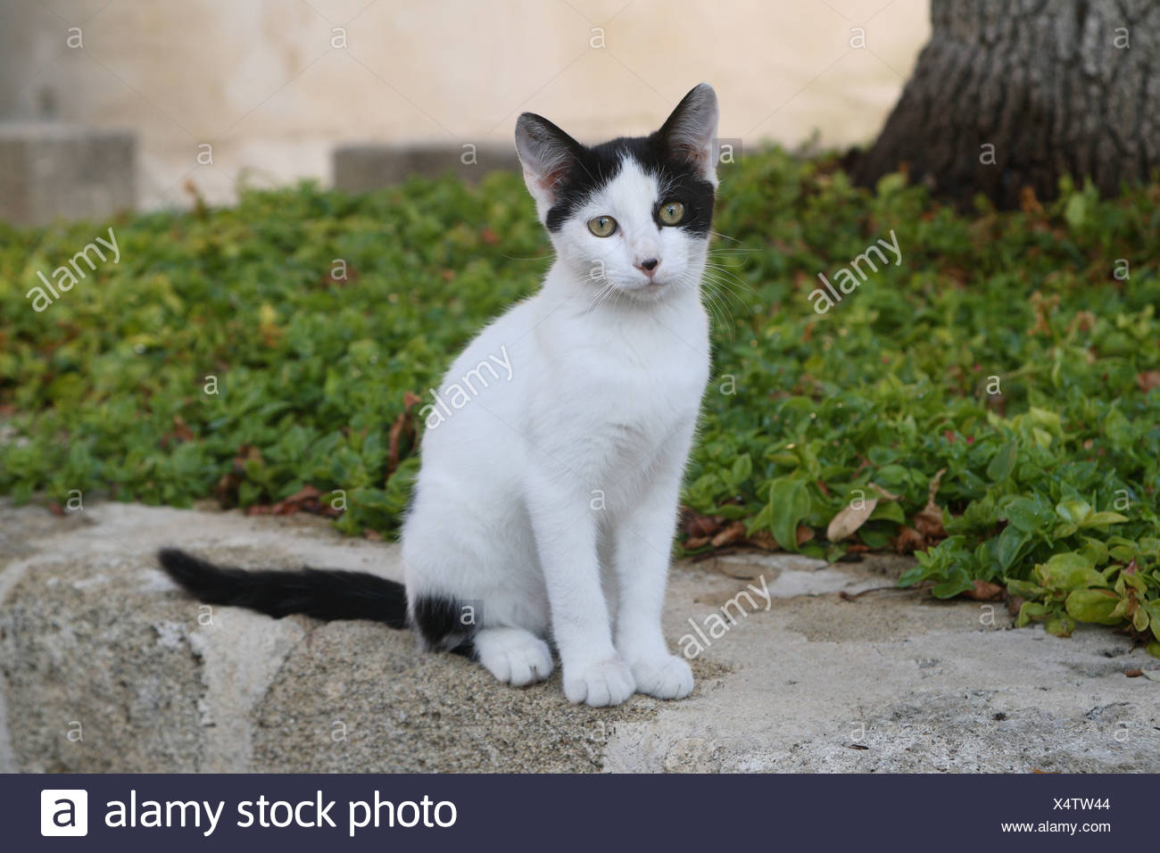 Chat Noir Et Blanc à Lextérieur Chambre Pet Animal