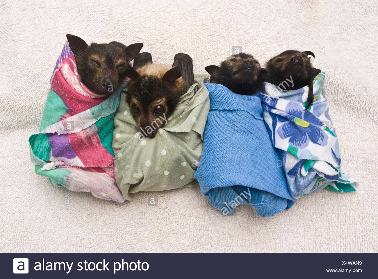 Renard Volant A Lunettes Pteropus Conspicillatus Bebe Emmaillote Dans Du Tissu Pret A Dormir Tolga Bat Hospital Atherton Nord Du Queensland En Australie Janvier 08 Photo Stock Alamy