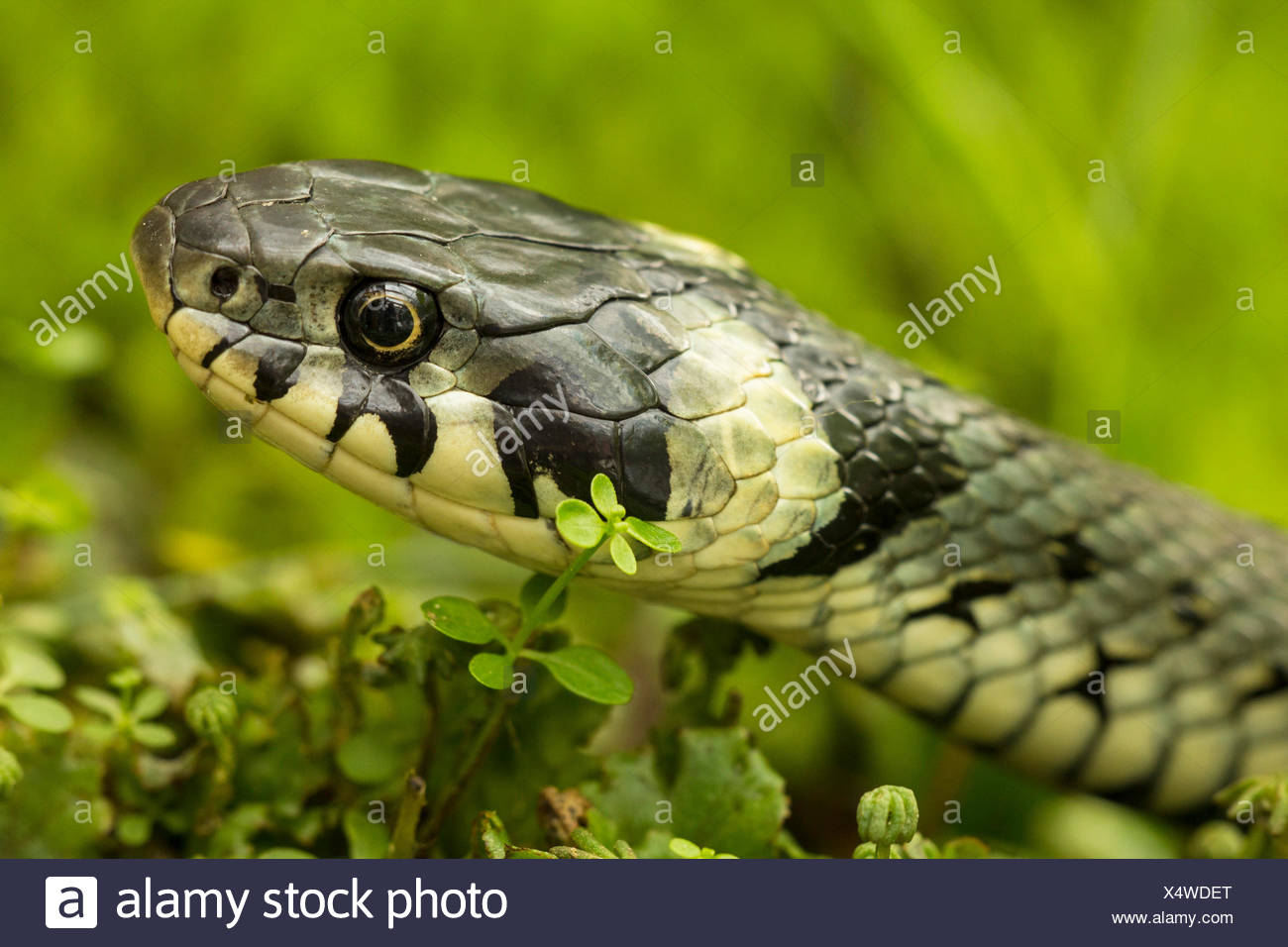 Couleuvre à collier (Natrix natrix), portrait d'une femme, Allemagne, Bavière Banque D'Images