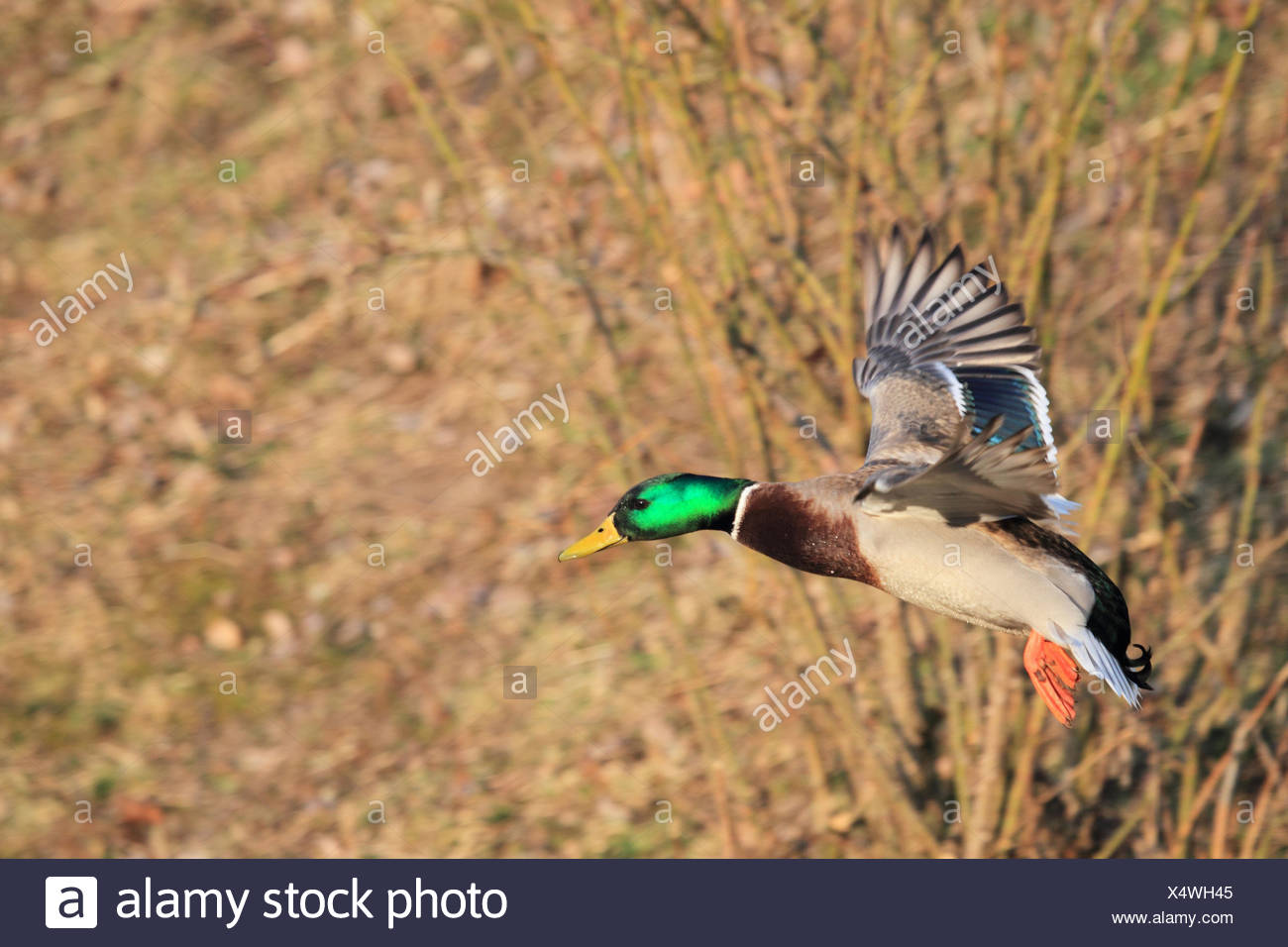 Mallard Vol Vue Latérale Format Paysage Oiseau Animal