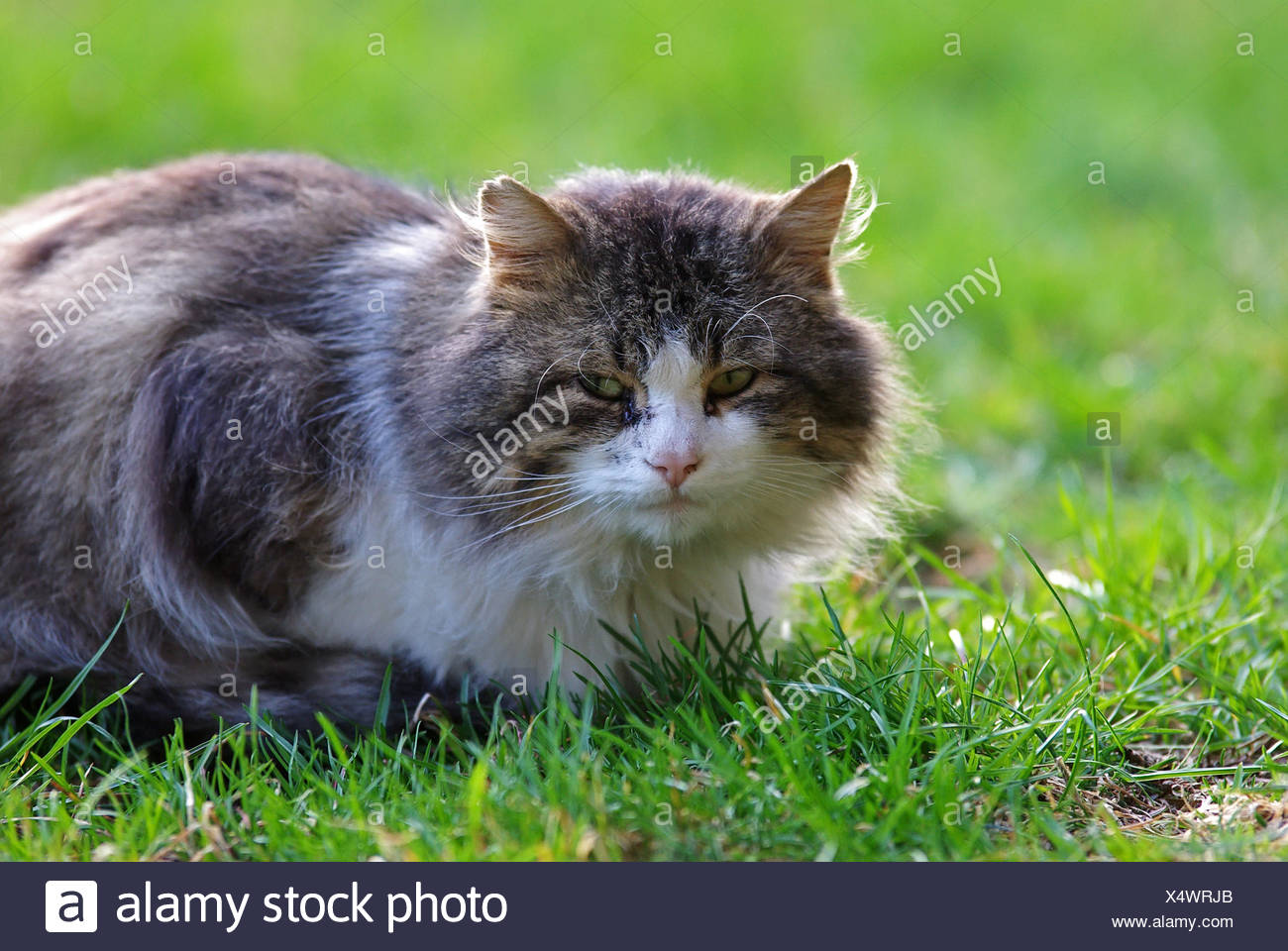 Moitie De Chat Sauvage Photo Stock Alamy Moitie De Chat Sauvage Photo Stock Alamy