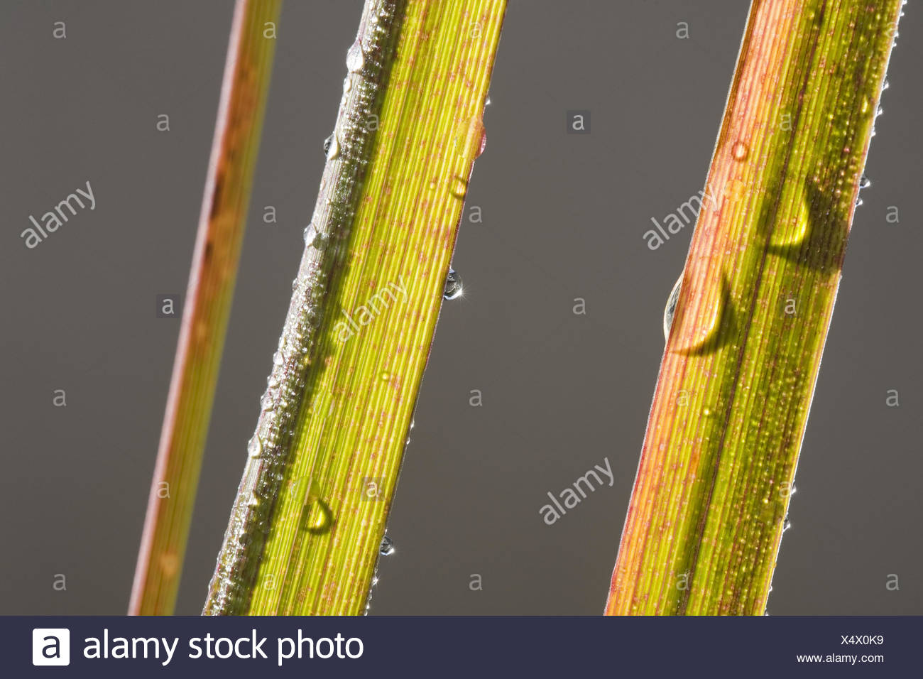 Brins d'herbe, des gouttes d'eau, close-up, de couleur verte, côte à côte, Banque D'Images