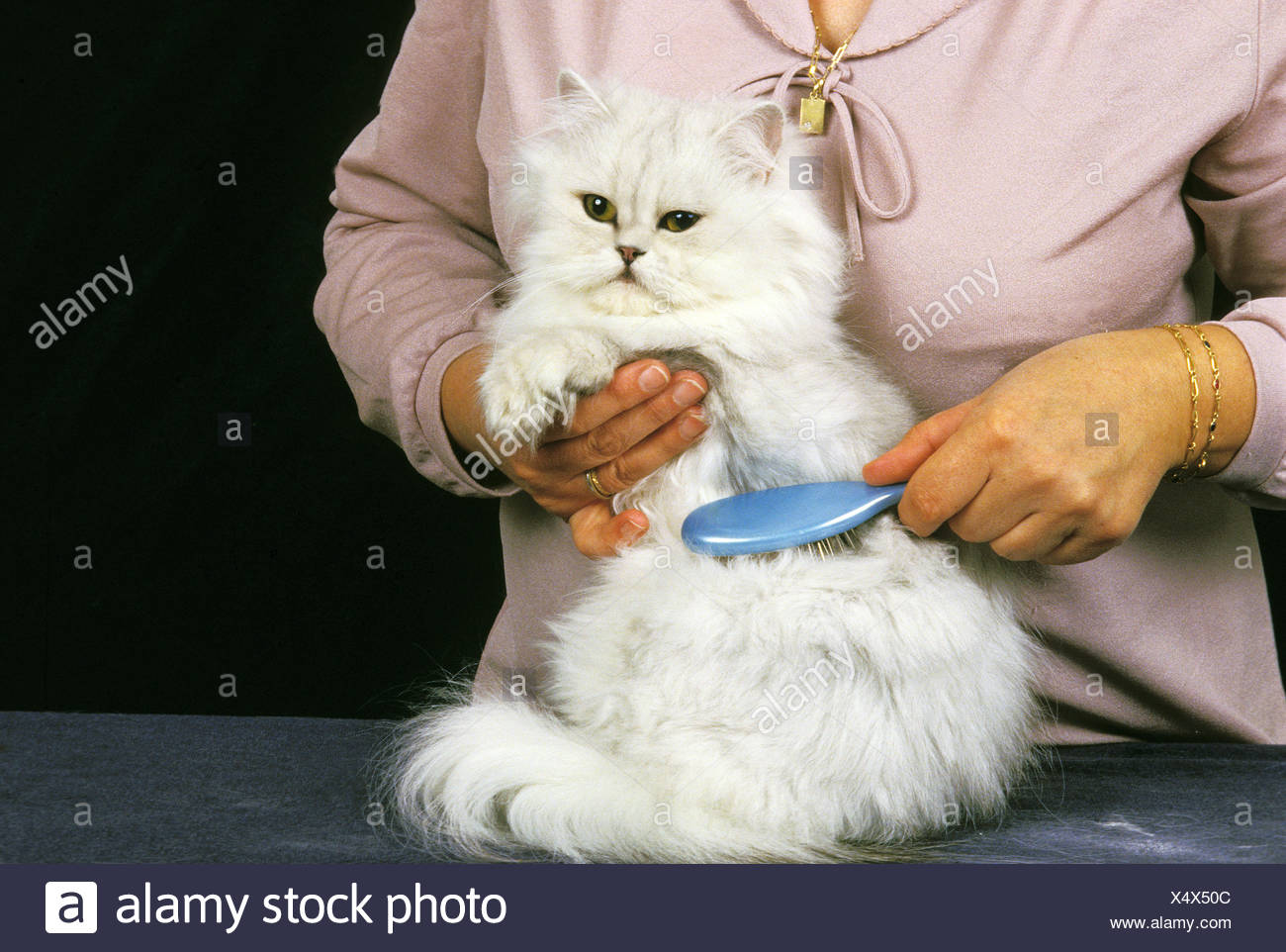 Femme Un Toilettage Chat Domestique Persan Blanc Pinceau Photo Stock Alamy