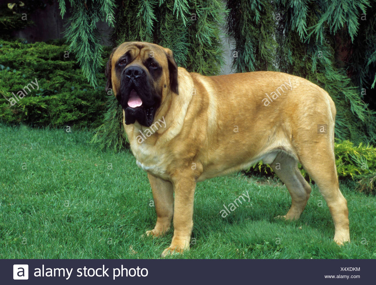 English Mastiff Side View Banque D Image Et Photos Alamy