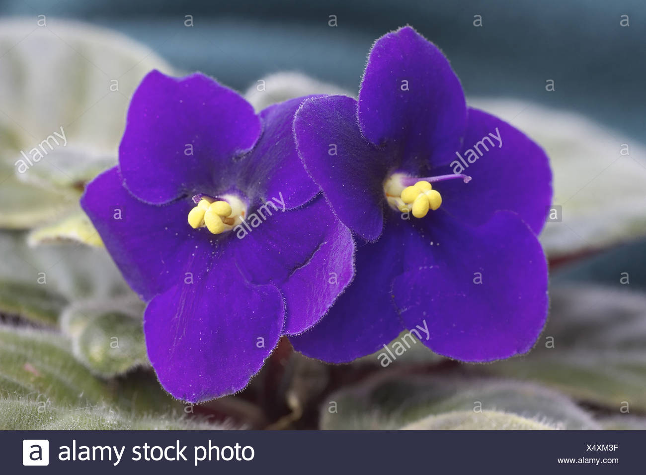 Violette Africaine Close Up Fleur Fleurs Couleur Violette Violette Violette Africaine Saintpaulia Yeux Lumineux Des Plantes En Pot Plantes D Interieur Photo Stock Alamy
