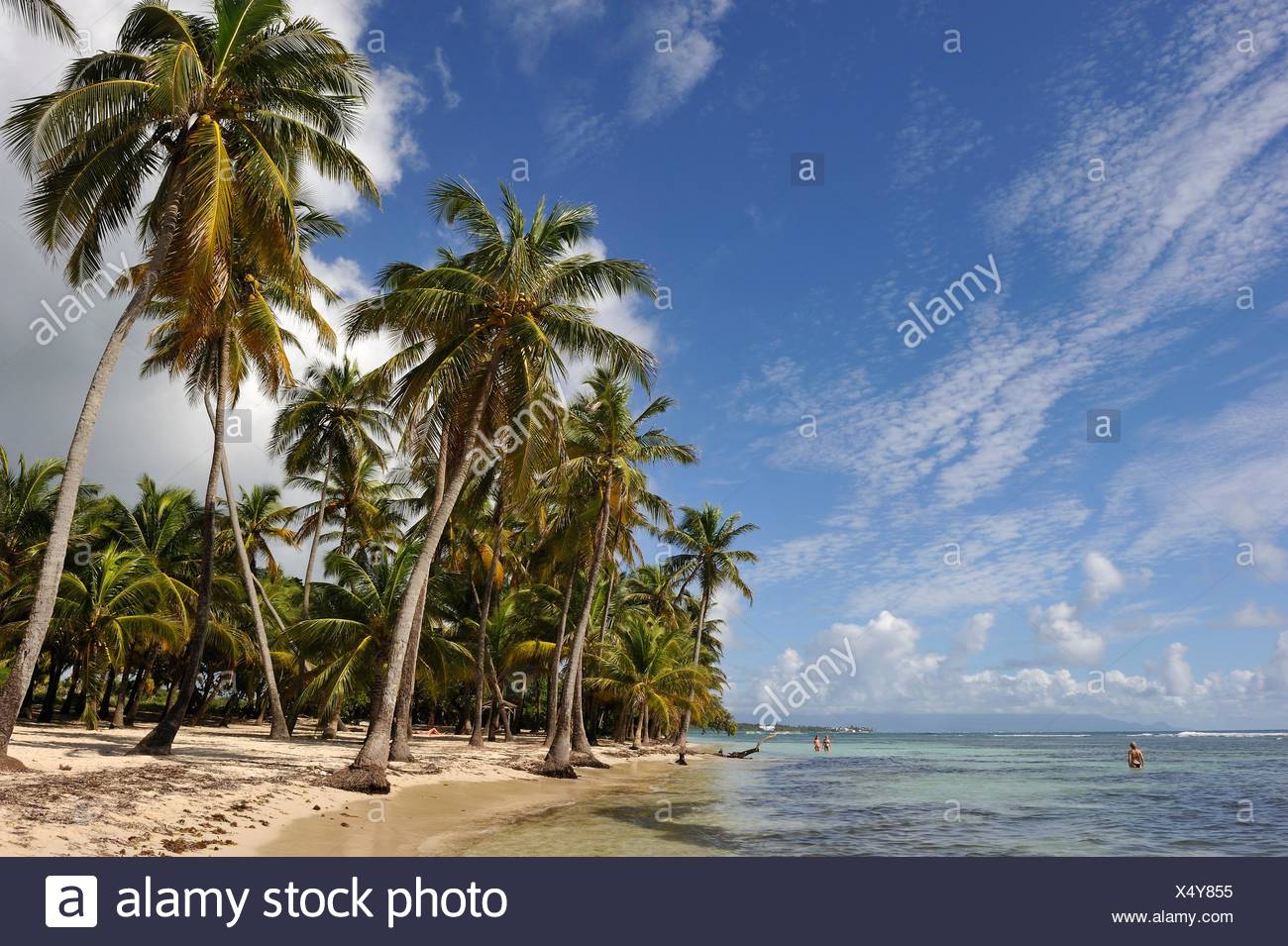 Plage De Bois Jolan Sainte Anne Grande Terre Guadeloupe