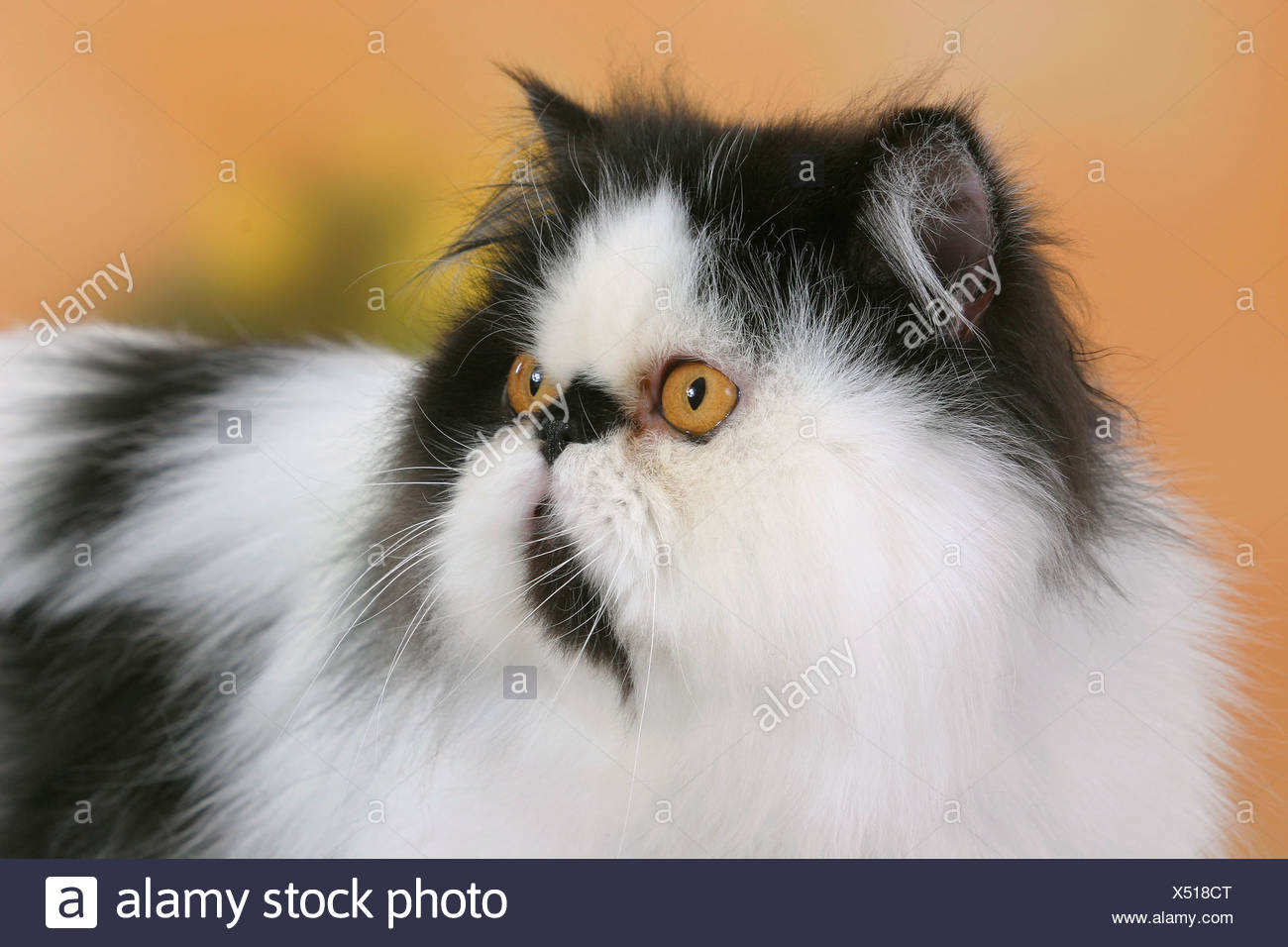 Chat Persan Tomcat Noir Et Blanc Banque Dimages Photo