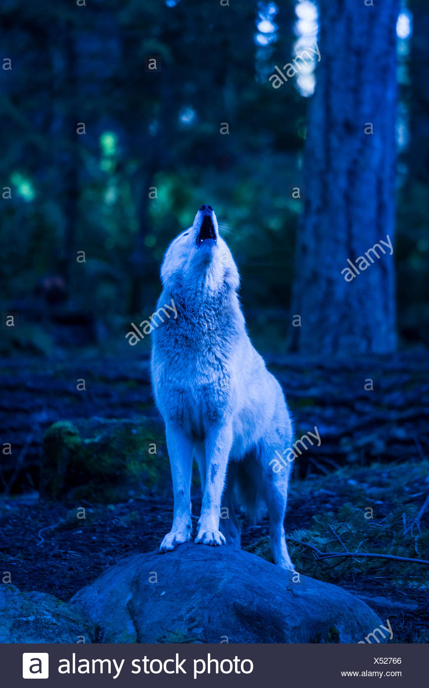 Loup Gris Blanc Phase Canis Lupus Le Loup Animal Usa Howling Photo Stock Alamy Loup Gris Blanc Phase Canis Lupus Le Loup Animal Usa Howling Photo Stock Alamy