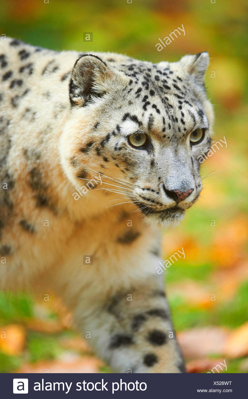Léopard des neiges (Uncia uncia, Panthera uncia), léopard femelle, portrait Banque D'Images