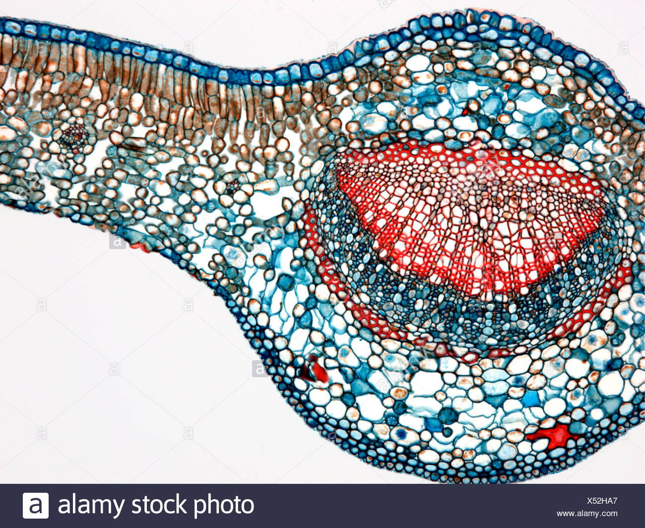 Feuille de Thé, lumière microphotographie Banque D'Images