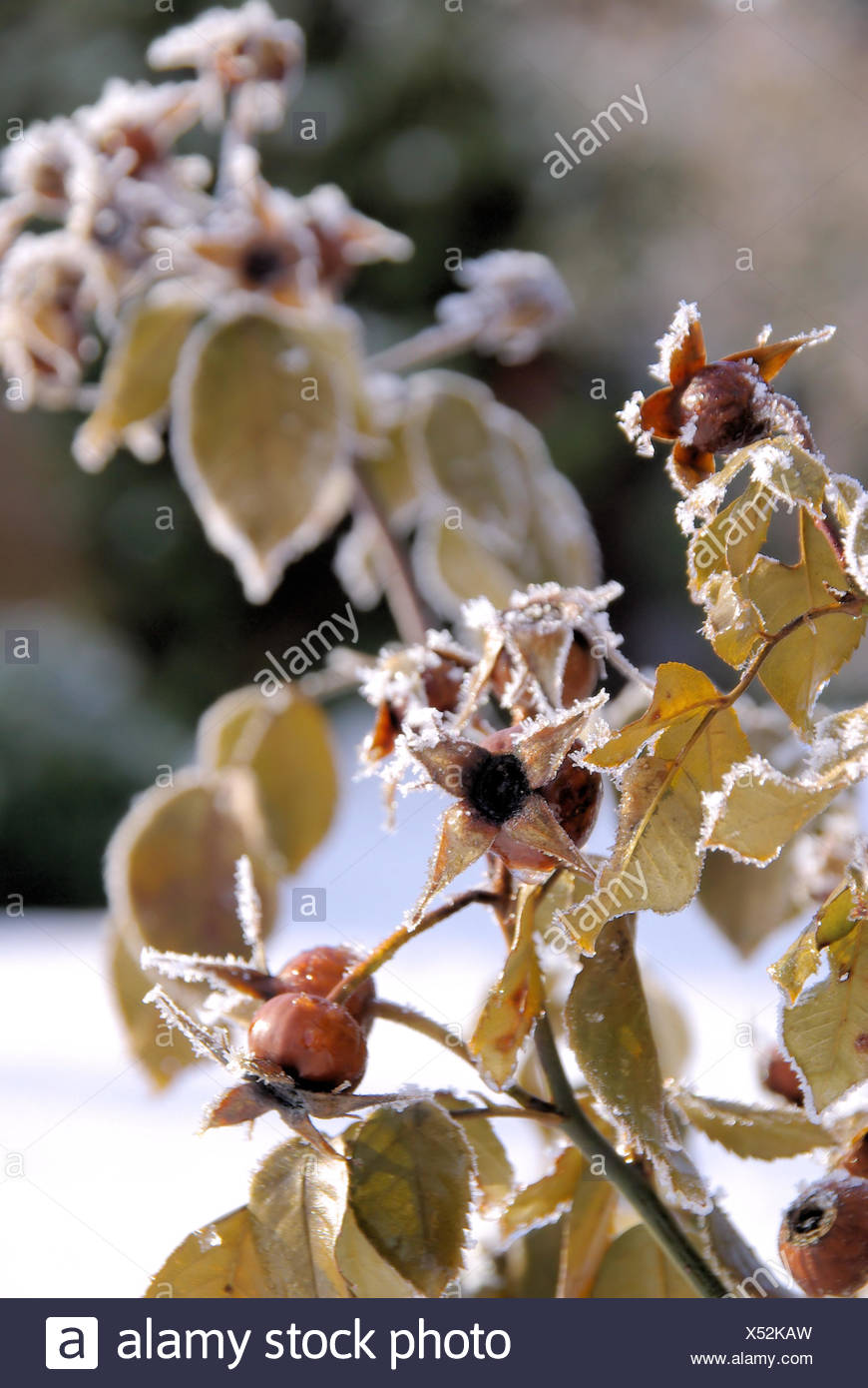Fruits Thé Arbuste Sperme Bush Haw Dog Rose Thé Rouge Fleur