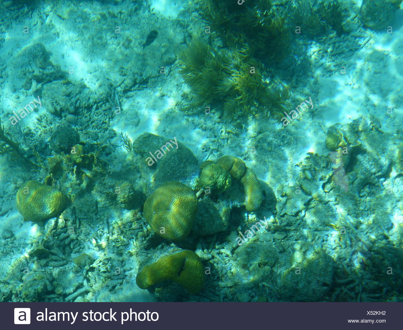 Les récifs coralliens au large de Klein Bonaire Banque D'Images