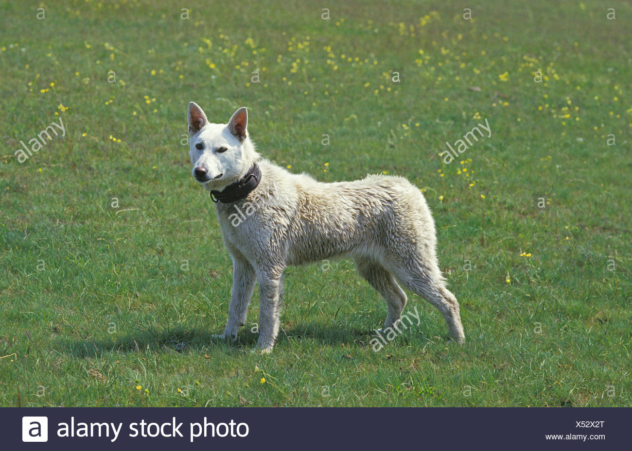 Une Race De Chien Kishu Du Japon Banque Dimages Photo