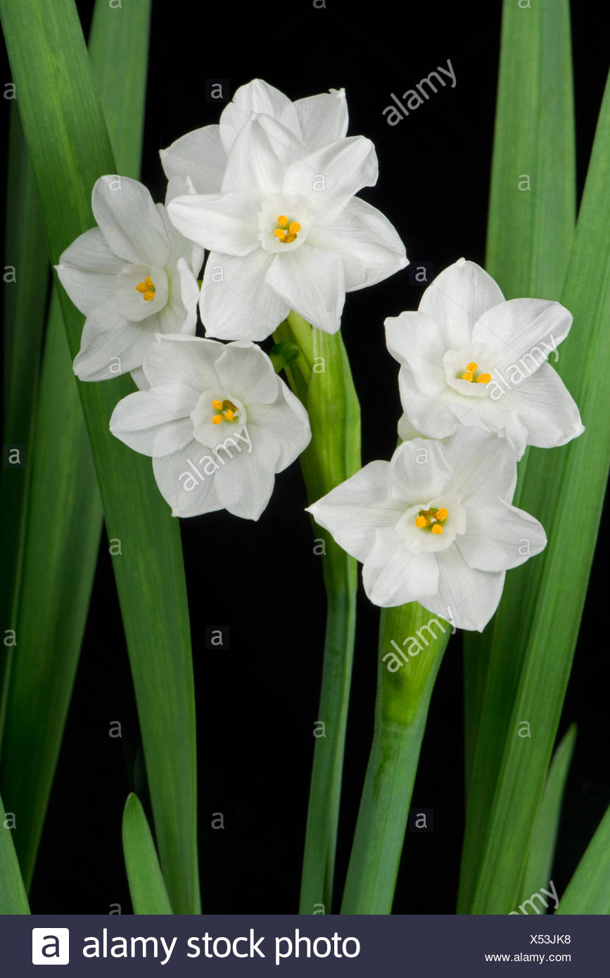 Fleurs Blanches Parfumées Sur Une Jonquille Narcissus