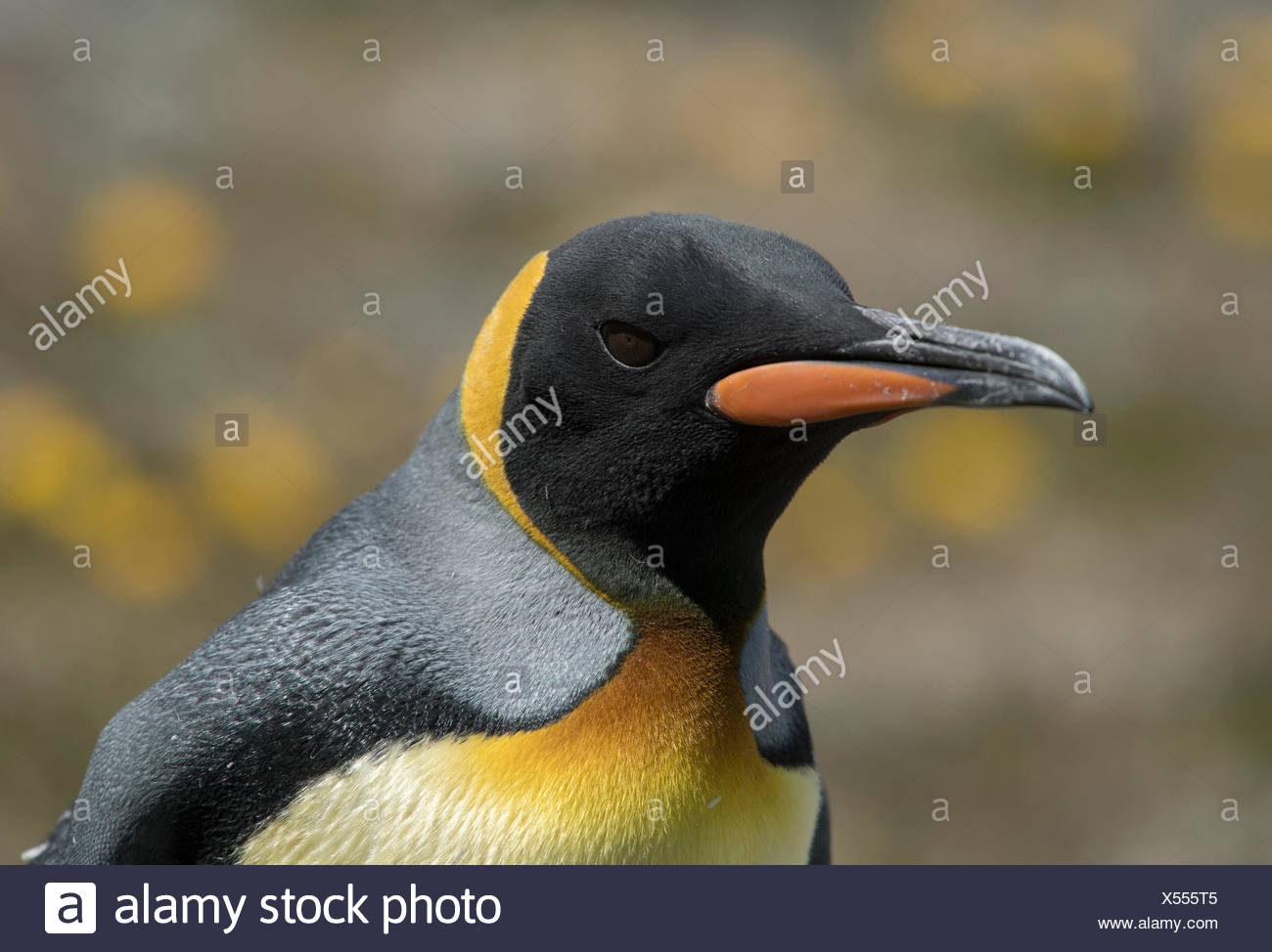 Close up portrait of a king penguin, Aptenodytes patagonicus. Banque D'Images