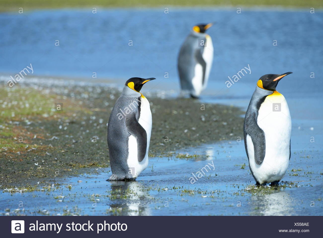 Trois manchots royaux (Aptenodytes patagonicus) debout dans l'eau, point de bénévoles, East Falkland, îles Falkland Banque D'Images