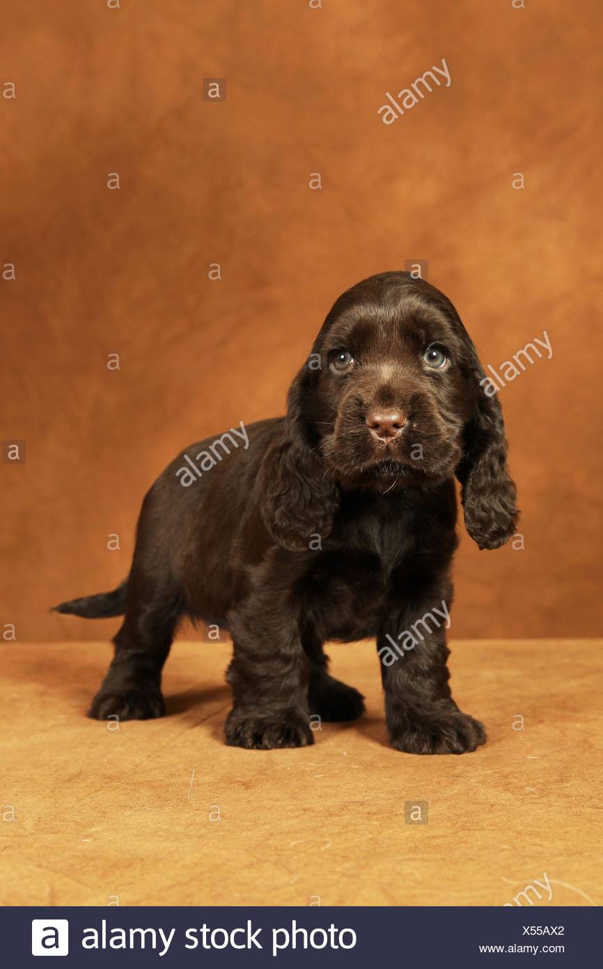 Chien Chiot Cocker Environ 6 Semaines Dans Un Lit De Fleur Photo Stock Alamy