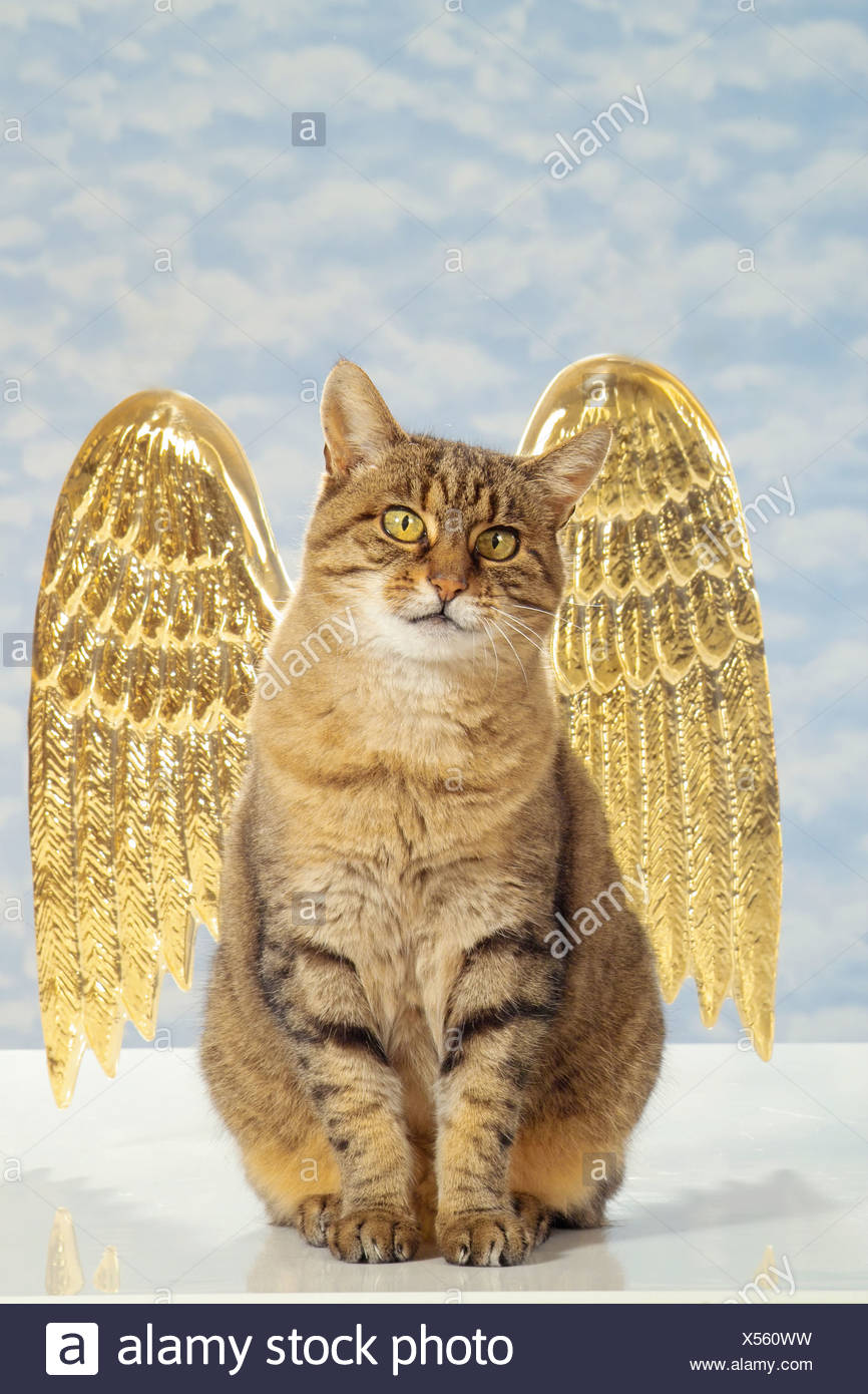 Tabby Chat Domestique Avec Les Ailes D Ange Photo Stock Alamy