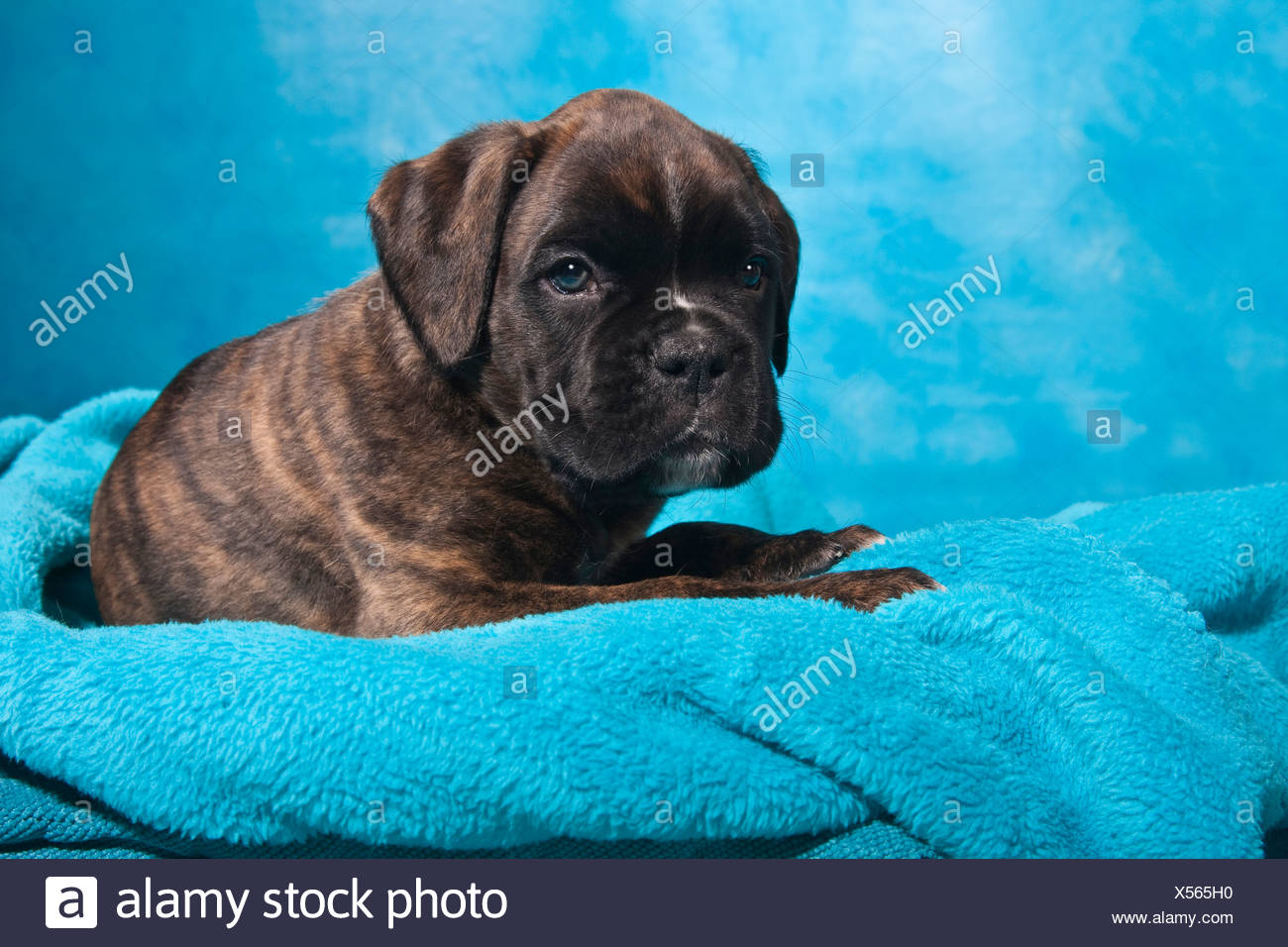 Chiot Boxer Lying On A Blanket Photo Stock Alamy