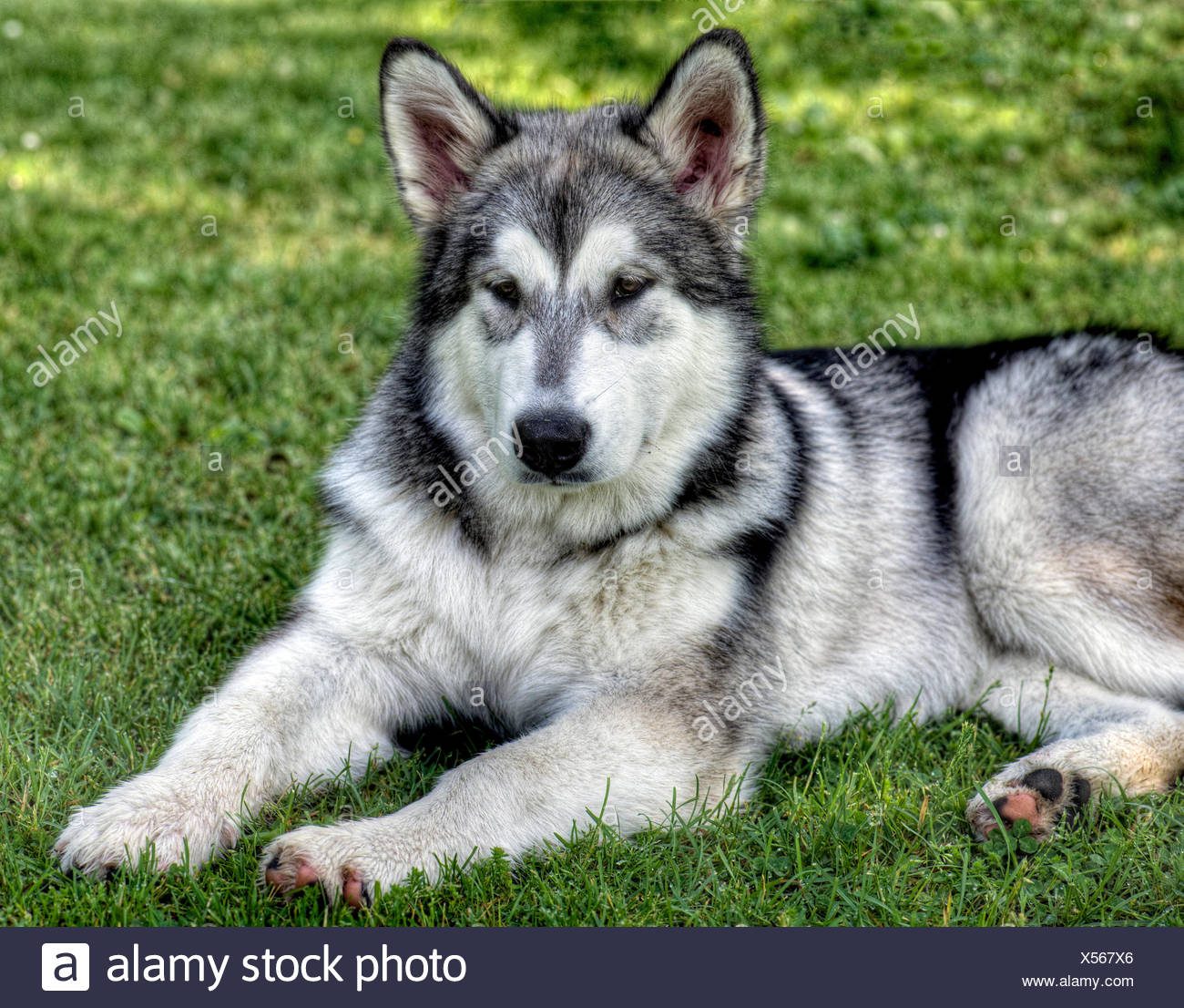 Animal Chien Chiot Loup Luge Alaskan Malamut Husky Photo Stock Alamy Animal Chien Chiot Loup Luge Alaskan Malamut Husky Photo Stock Alamy
