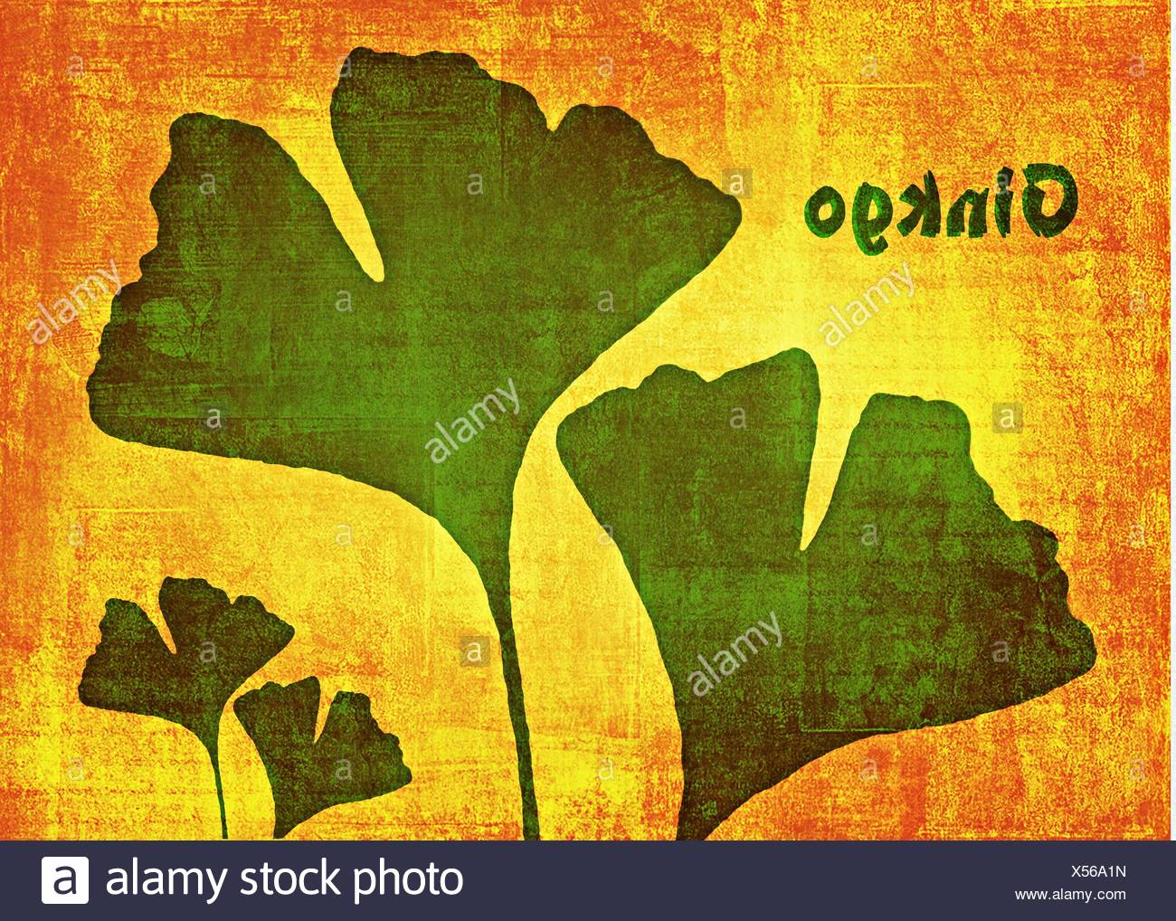 Gingko Banque D'Images