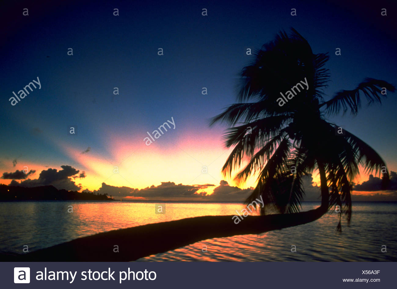 Silhouette Dun Palmier De La Plage Au Coucher Du Soleil