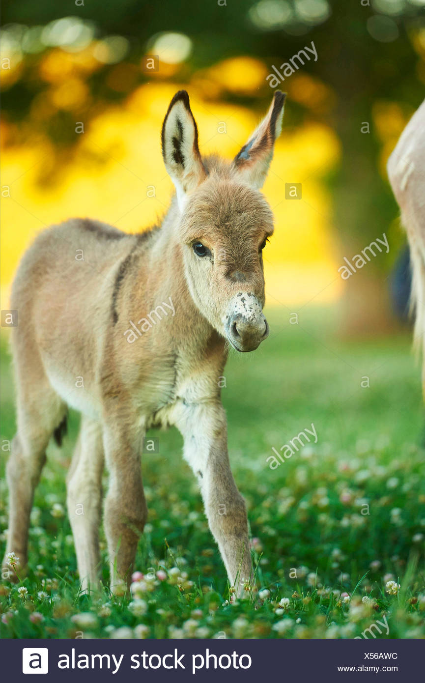 L'âne domestique (Equus asinus asinus), poulain debout dans une prairie en fleurs, Allemagne Banque D'Images