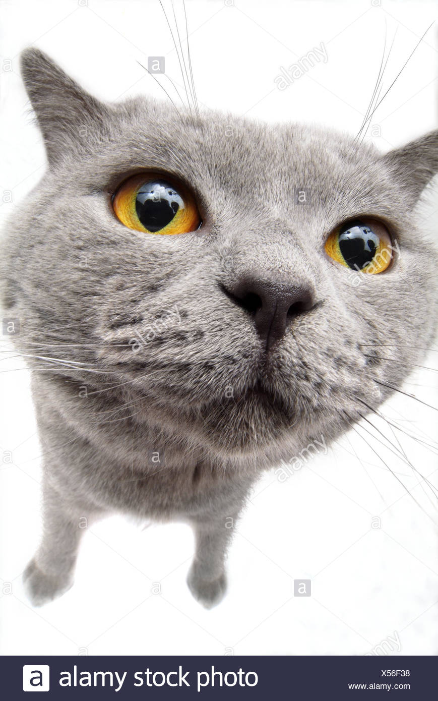 Chat Karthauser Portrait Animal Mammifere Chat Chat De Maison Pet Race De Chat Chat De Race Le Poil Court Noble Animal Cat Gris Portrait Vigilance L Attention La Curiosite Studio Frei S Plate Perspective Chat Karthauser Portrait Animal Mammifere Chat Chat De Maison Pet Race De Chat Chat De Race Le Poil Court Noble Animal Cat Gris Portrait Vigilance L Attention La Curiosite Studio Frei S Plate Perspective