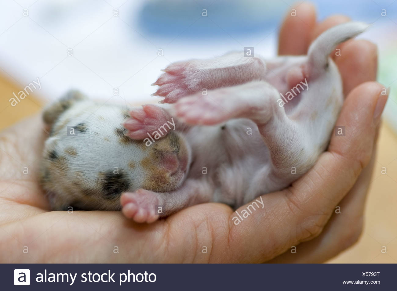 Lapin Nain Bebe Fourrure Main Mains Lievre Lapin Animal Domestique Animal De Compagnie Animaux Domestiques Jeune Nouveau Petit Petit Petit Gisants L Photo Stock Alamy Lapin Nain Bebe Fourrure Main Mains Lievre Lapin Animal Domestique Animal De Compagnie Animaux Domestiques Jeune Nouveau Petit Petit Petit Gisants L Photo Stock Alamy