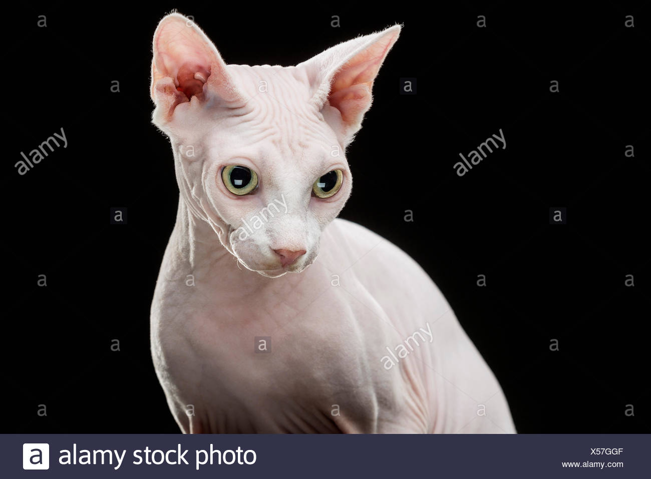 Close Up Of Sphynx Chat Sans Poils A L Exterieur Contre Fond Noir Photo Stock Alamy