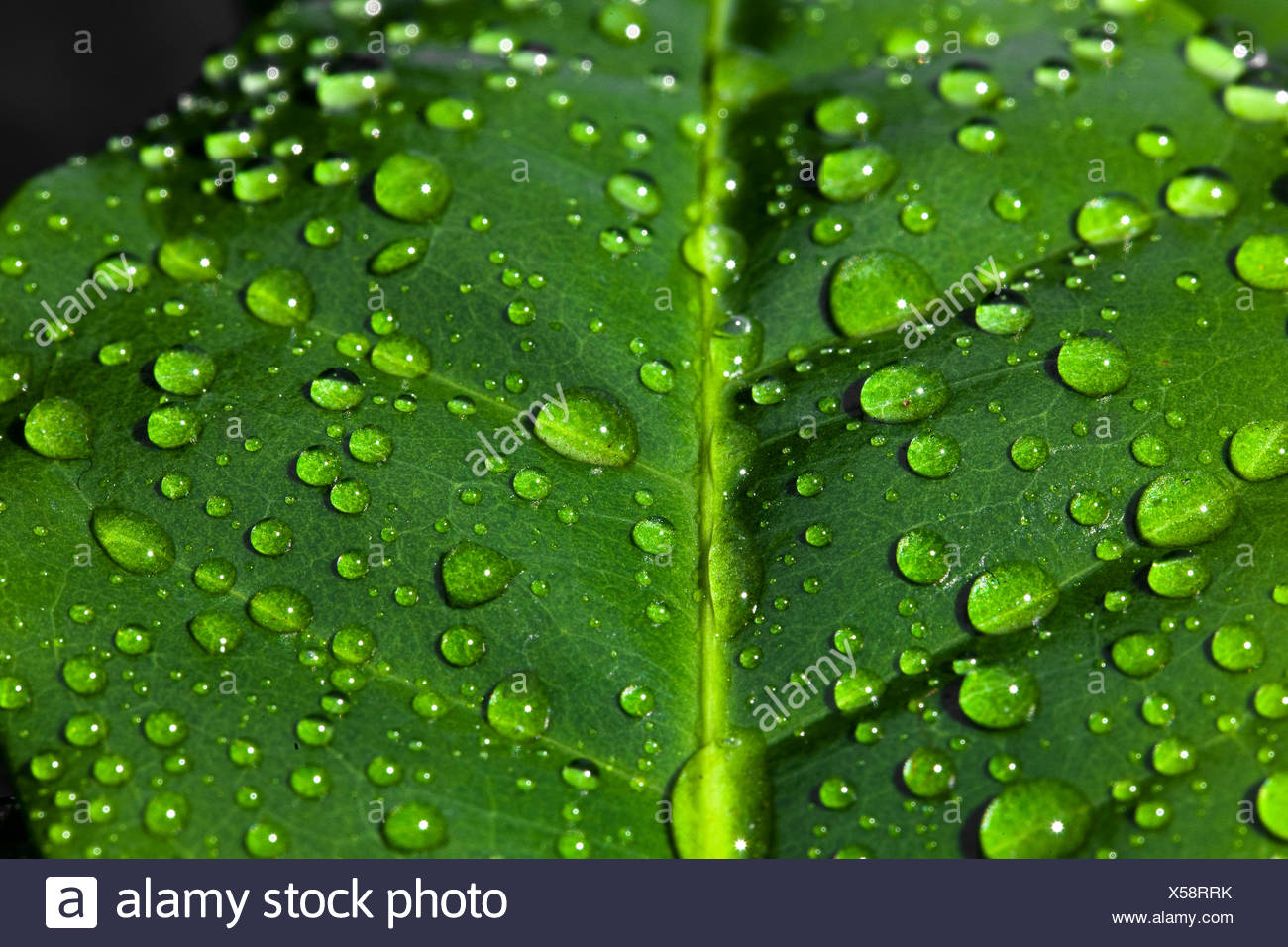 Goutte D Eau Sur Une Feuille D Arbre De Cafe Photo Stock Alamy Goutte D Eau Sur Une Feuille D Arbre De Cafe Photo Stock Alamy