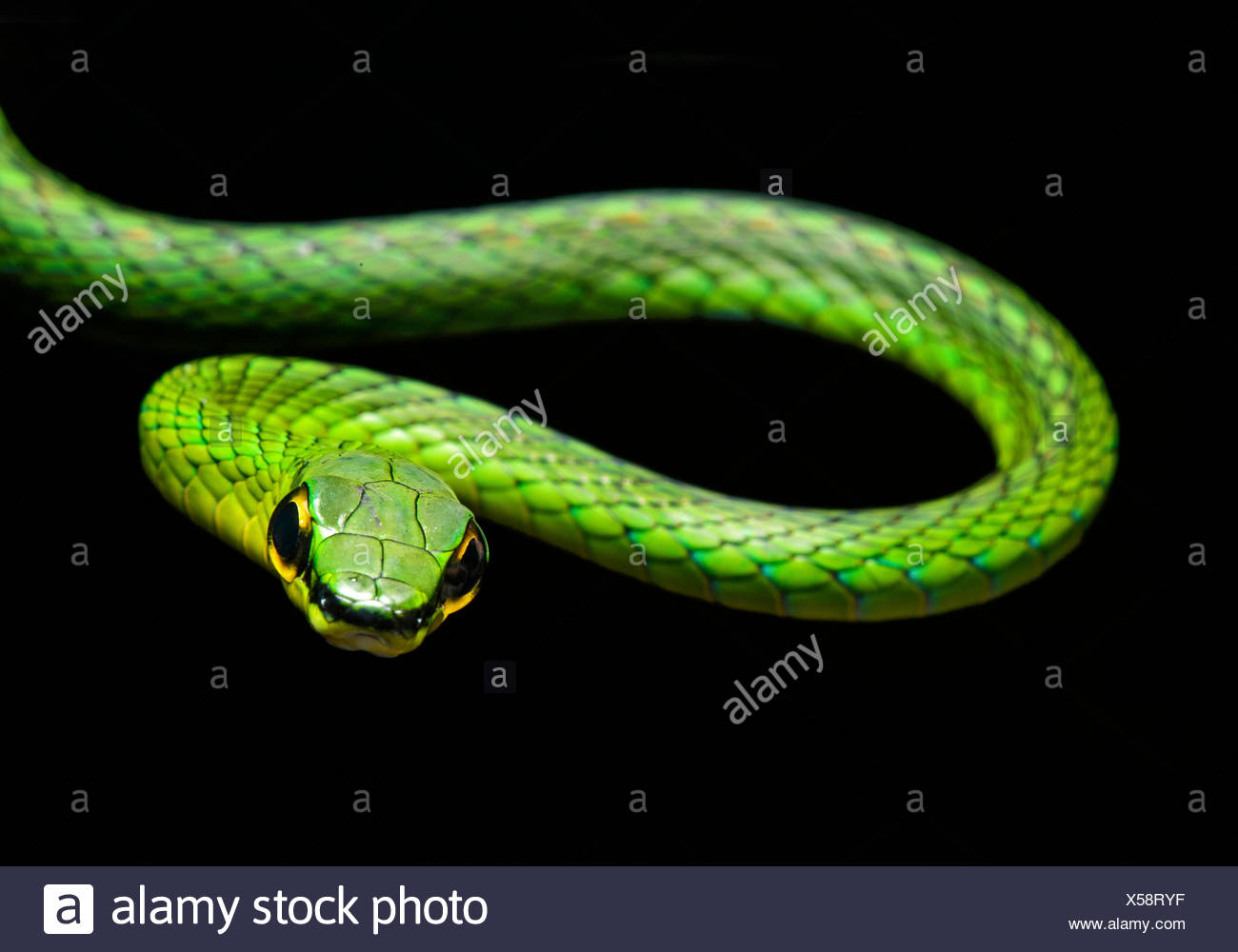 La serpent de vigne (Oxybelis brevirostris), snake (Colubridae), Chocó rainforest, Équateur Banque D'Images