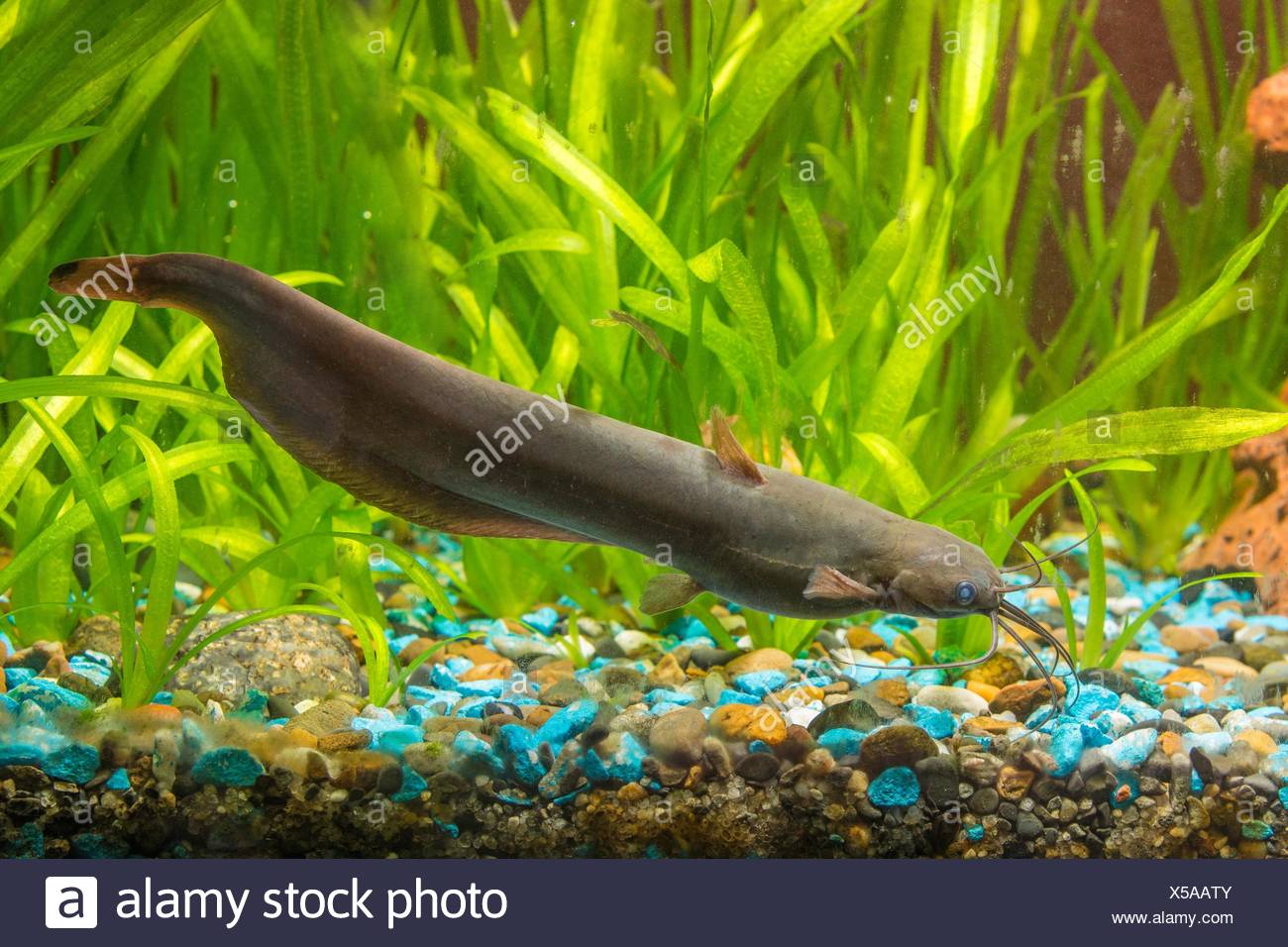 Voir Piquer Le Poisson Chat Au Fond Dun Aquarium Deau