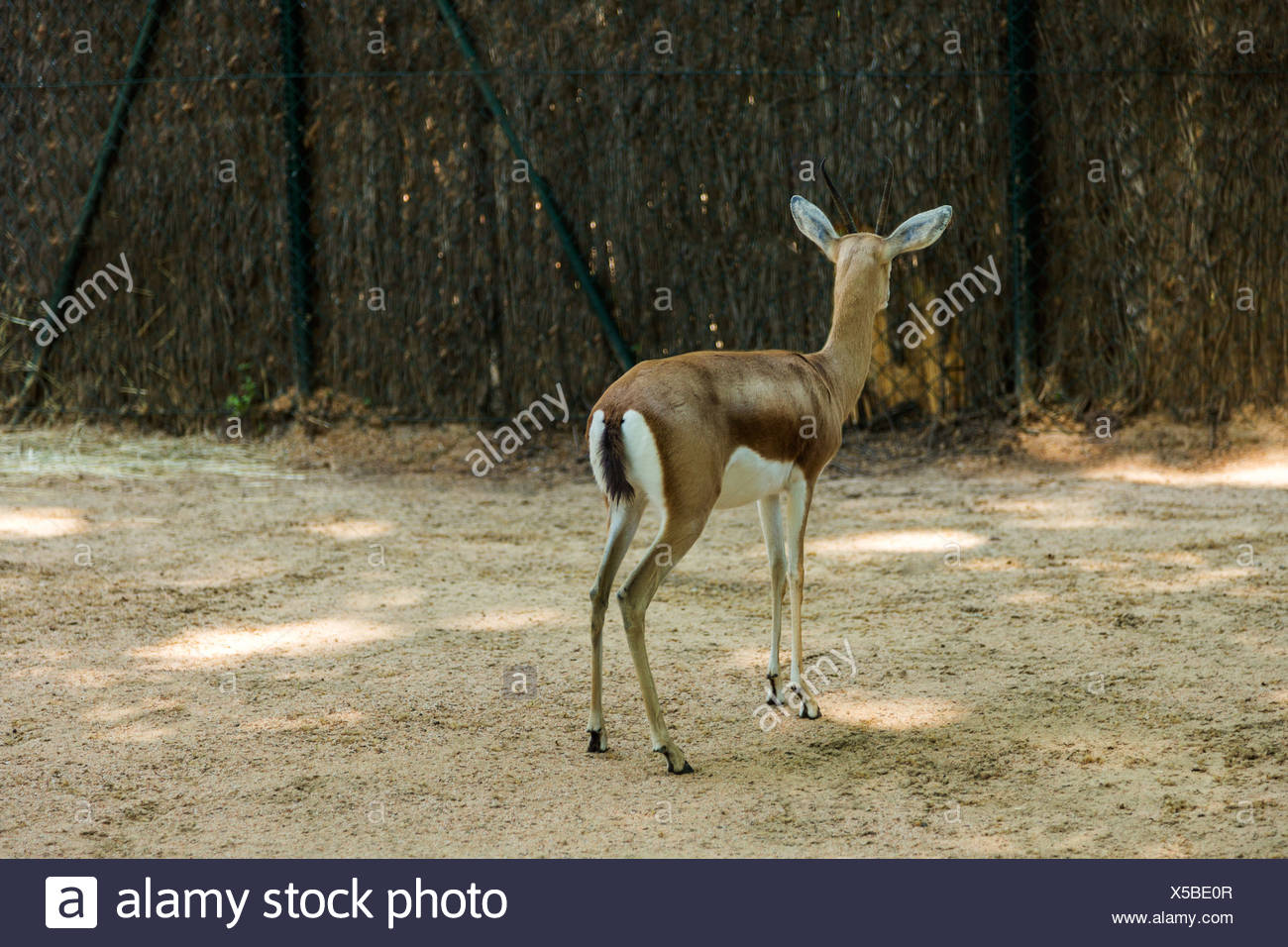Gazelle dans un zoo, le Zoo de Barcelone, Barcelone, Catalogne, Espagne Banque D'Images