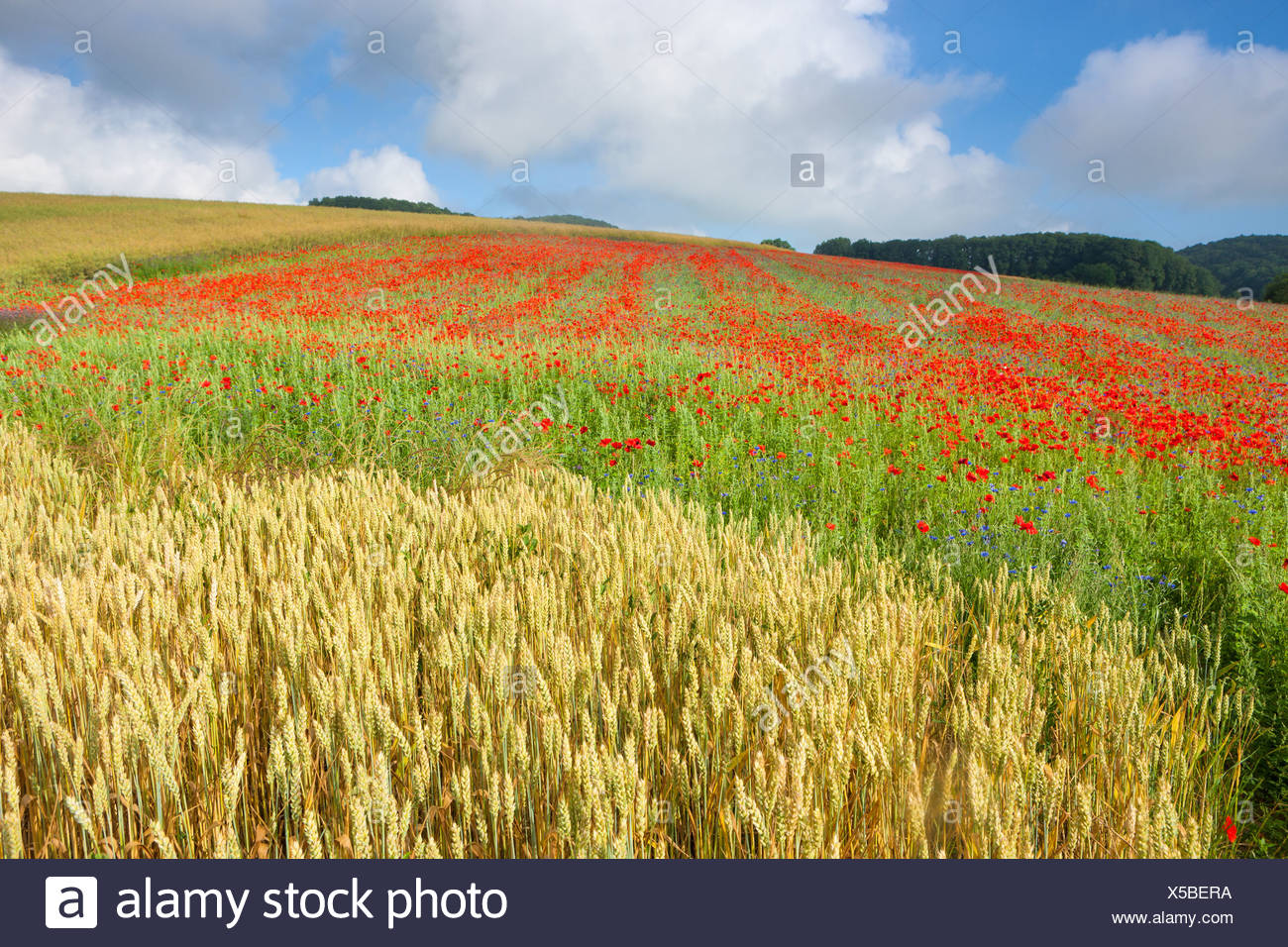 Champ De Pavot Avec Des Bleuets Banque D Image Et Photos Alamy Champ De Pavot Avec Des Bleuets Banque D Image Et Photos Alamy