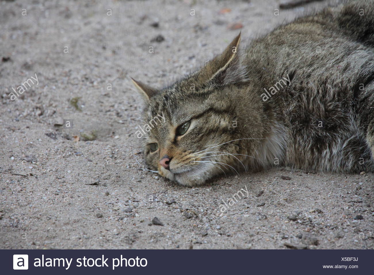 Animal Portrait Portrait Animal Sauvage Menace Pussycat