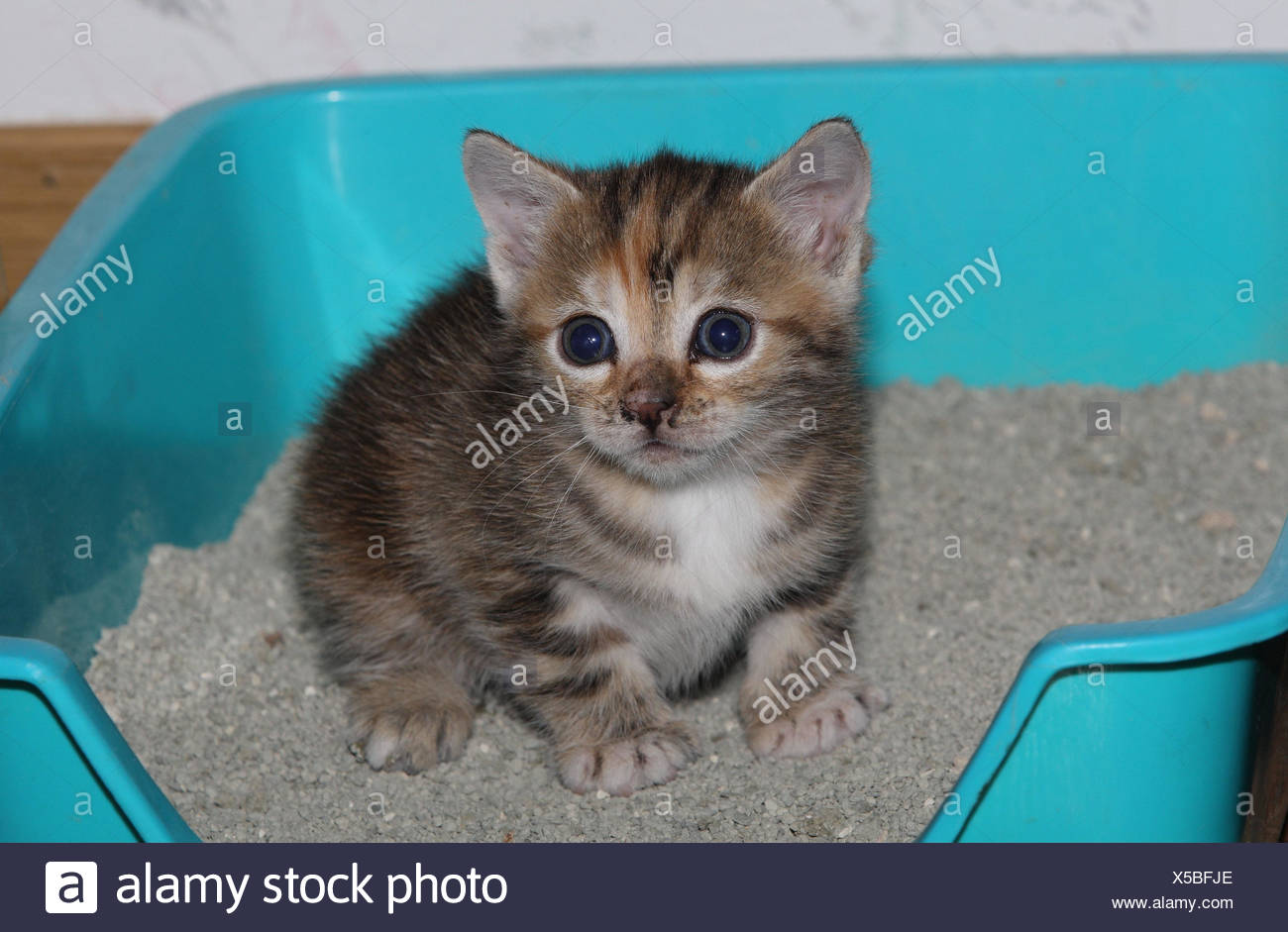 Toilettes De Chat Chat Jeunes S Asseoir D Animaux Mammiferes Animaux Petits Chats Felides Domestique Chat De Maison Jeune Animal Chaton Petit Maladroit Maladroit Comportement Hygiene Housebroken Cat S Loo Fidelement A Cat Toilettes A