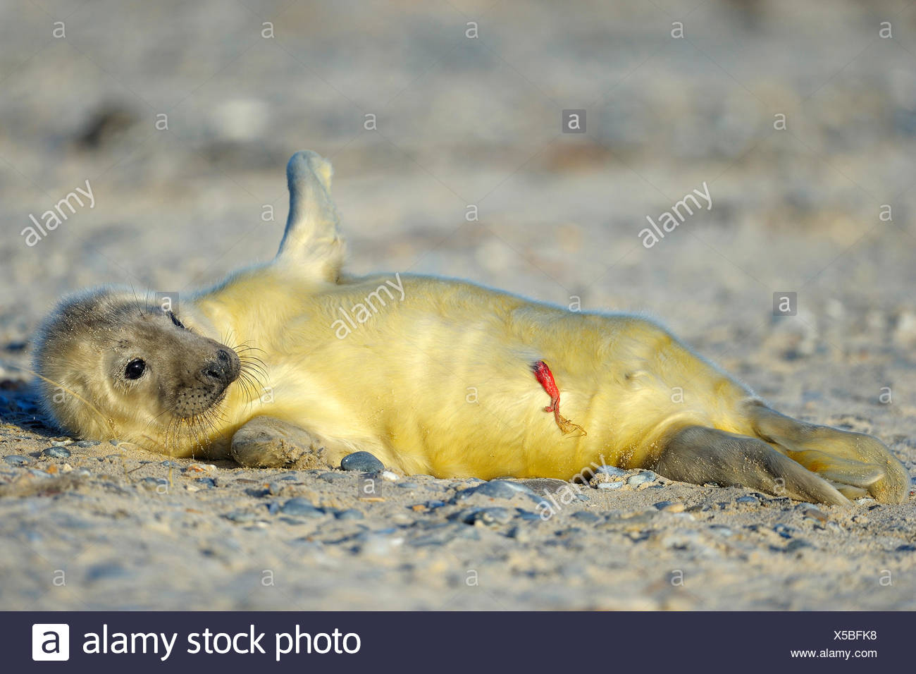 Phoque Gris Halichoerus Grypus Des Nouveau Nes Bebe Phoque Europe Allemagne Schleswig Holstein Helgoland Photo Stock Alamy Phoque Gris Halichoerus Grypus Des Nouveau Nes Bebe Phoque Europe Allemagne Schleswig Holstein Helgoland Photo Stock Alamy