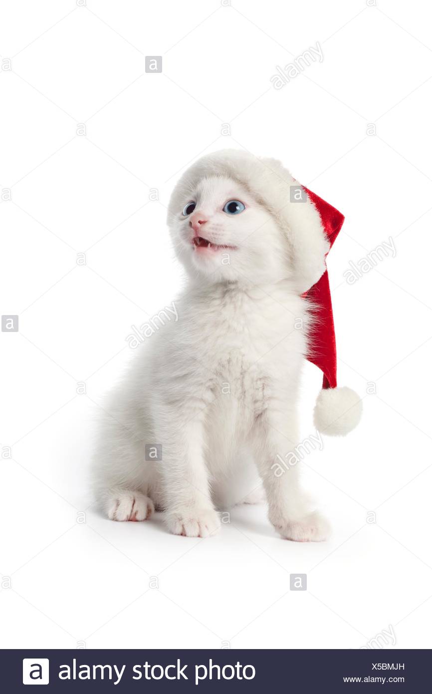 Mignon chaton blanc avec des yeux bleus et chapeau de Noël sur fond blanc  Photo Stock - Alamy