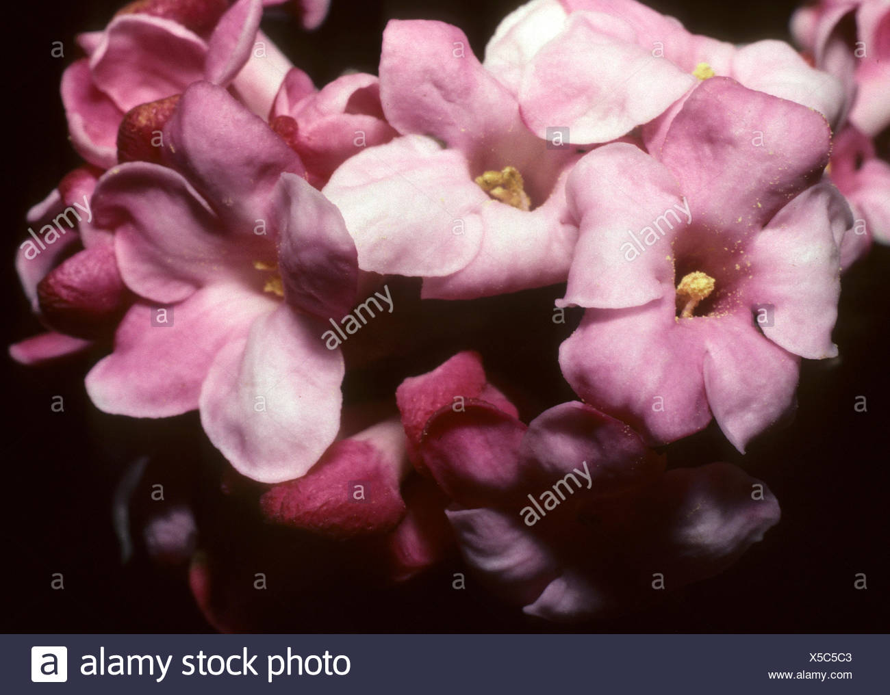 Viburnum Grandiflorum Stock Photos Viburnum Grandiflorum Stock