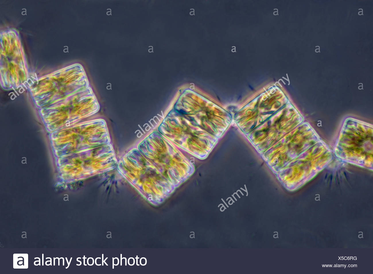 Epighytic phytoplancton diatomée marine Banque D'Images