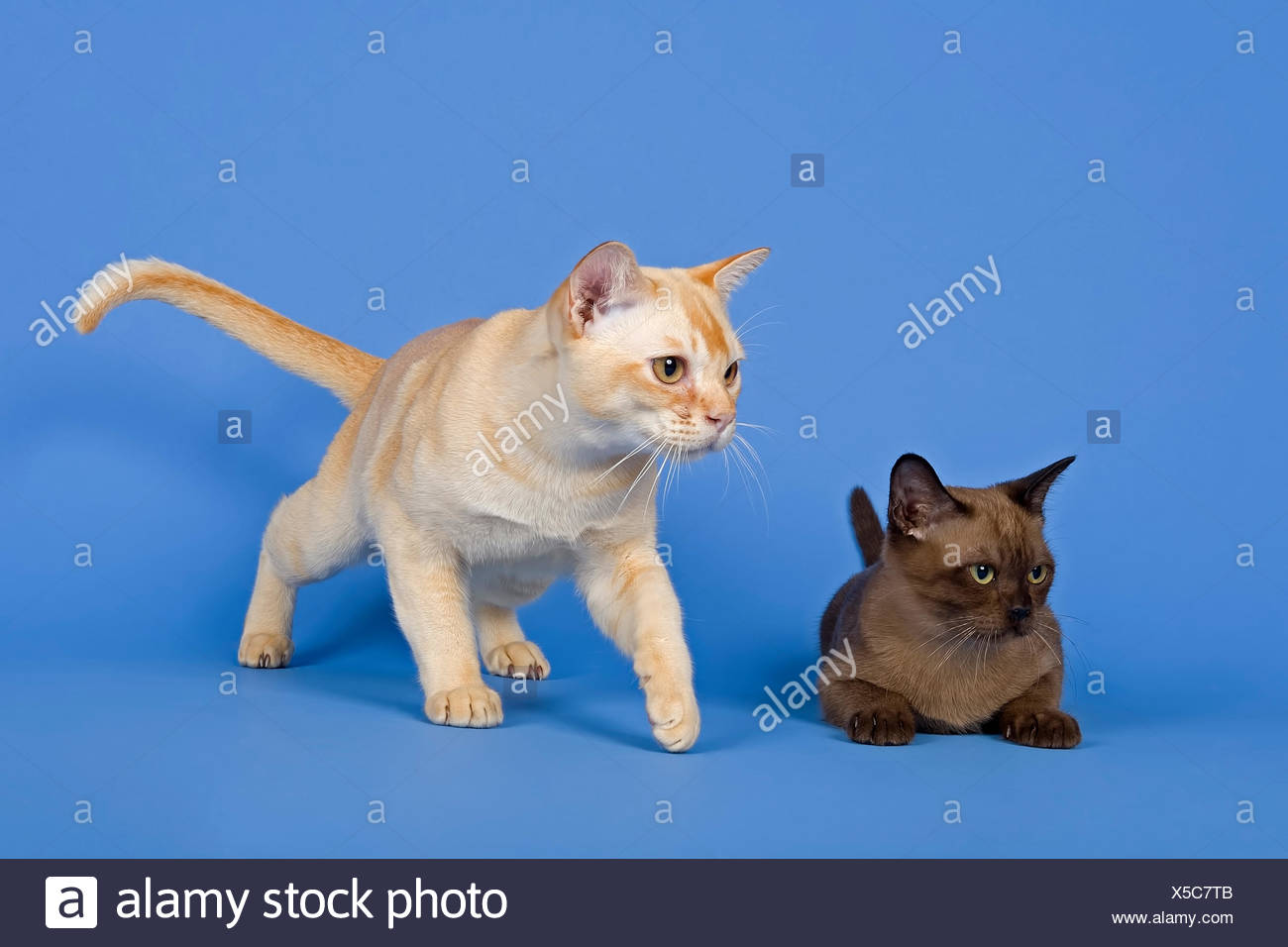 Les Chats Pedigree Tonkinois Seal Sepia Et Tonkinois Mink Creme Photo Stock Alamy Les Chats Pedigree Tonkinois Seal Sepia Et Tonkinois Mink Creme Photo Stock Alamy
